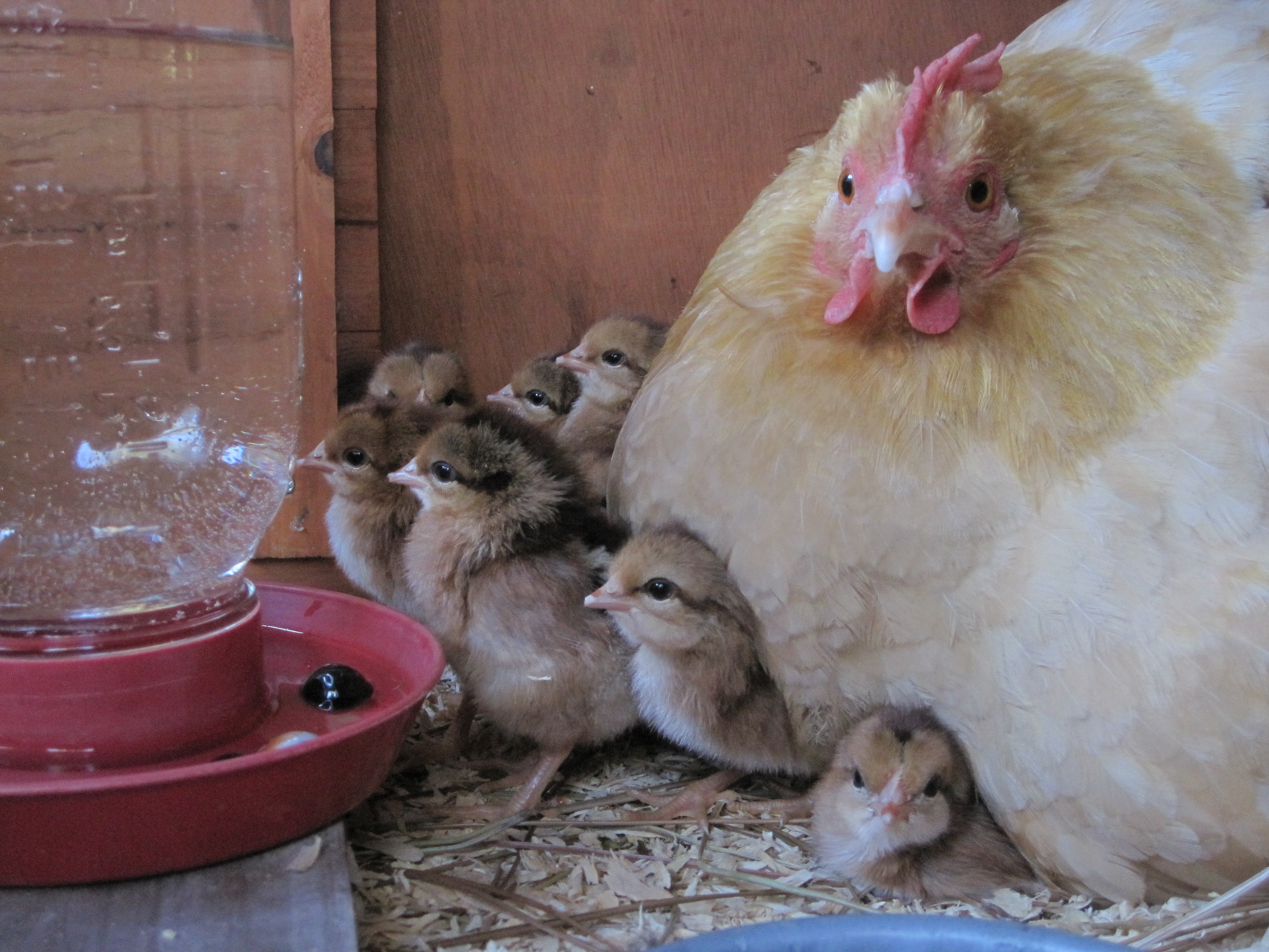 Eight new Welsummer chicks!