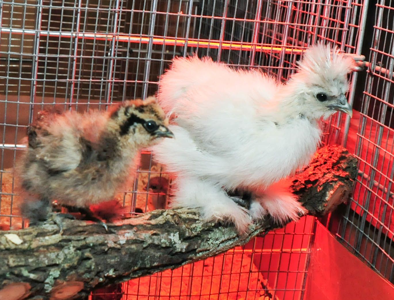 Einstein and hatchmate Scrambled.  Scrambled was our little failure to thrive chick!