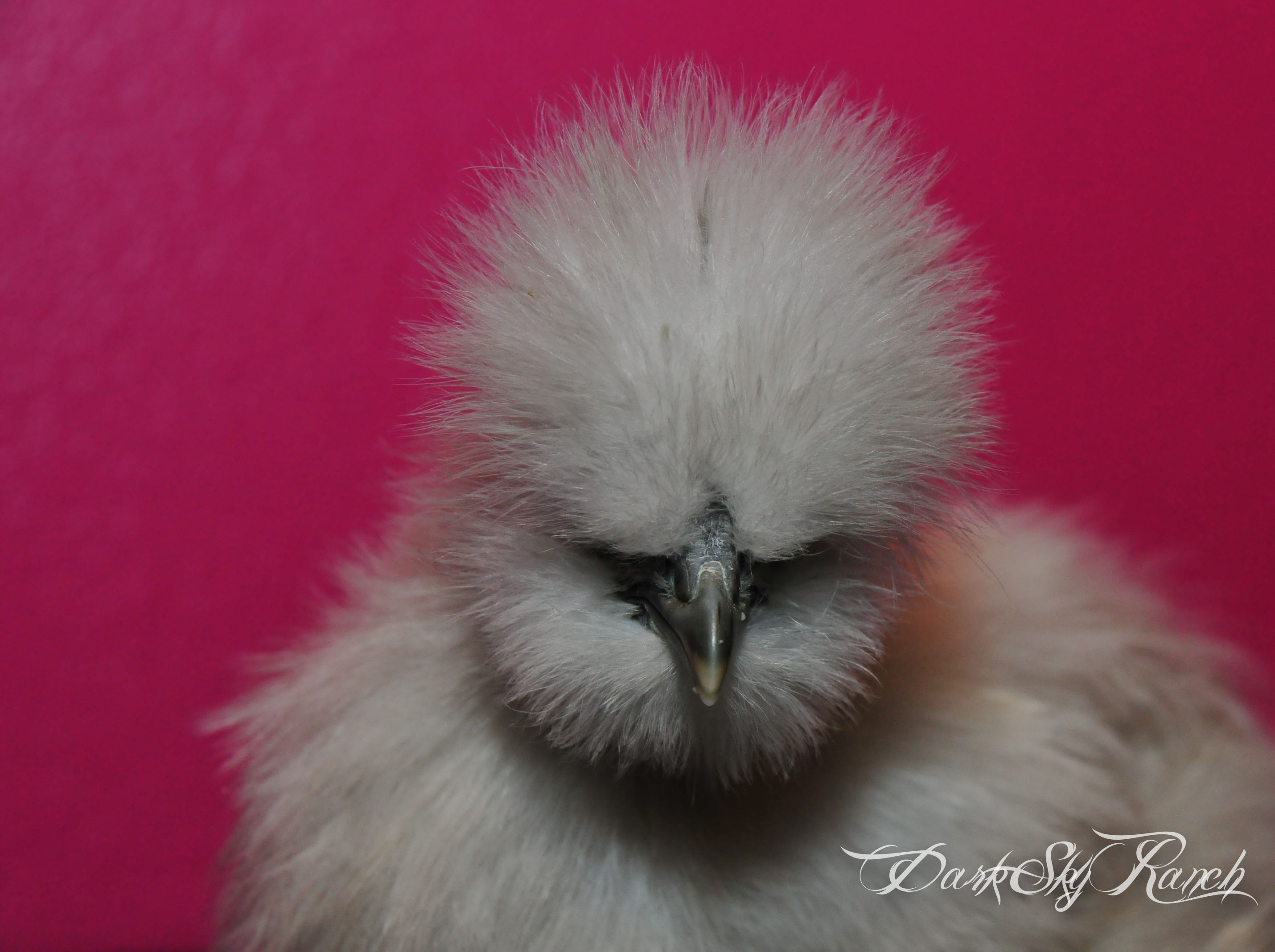Einstein looking grouchy, 9 weeks old