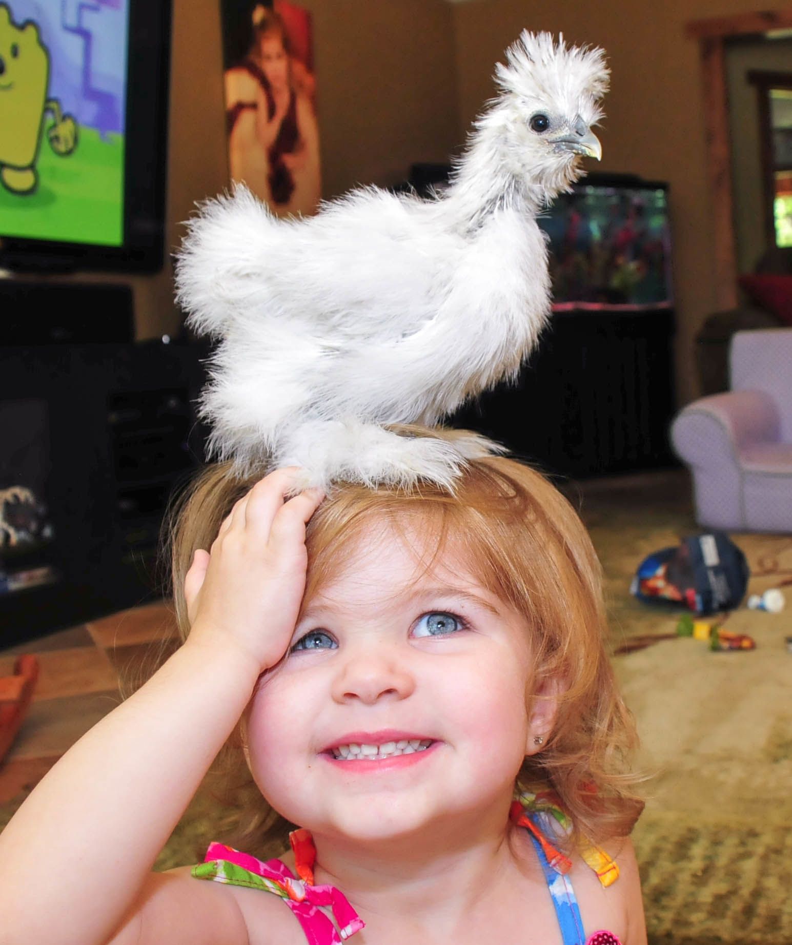 Einstein our first silkie.  We have a blast with Einstein because we can get it to sit on anything!  Great photo ops!