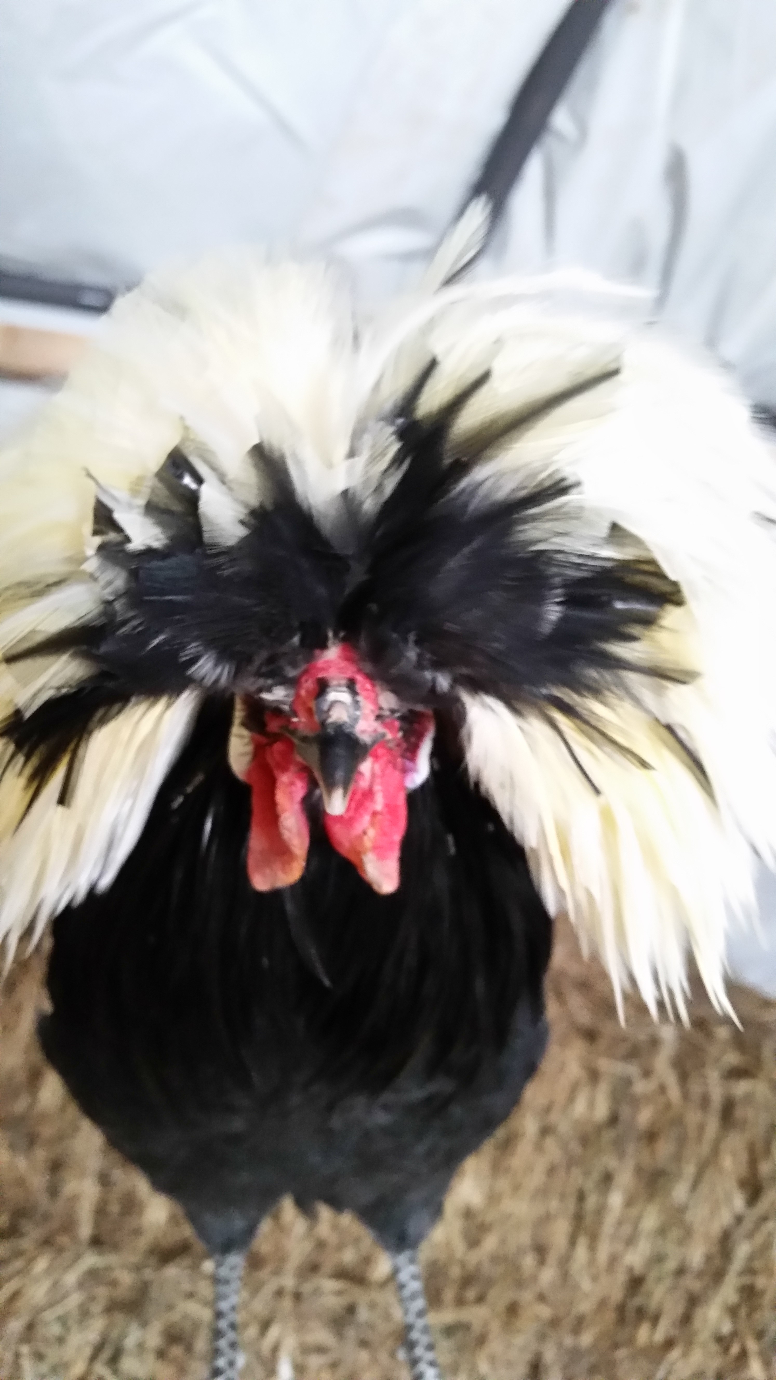 Einstein. Our goofy little polish rooster.