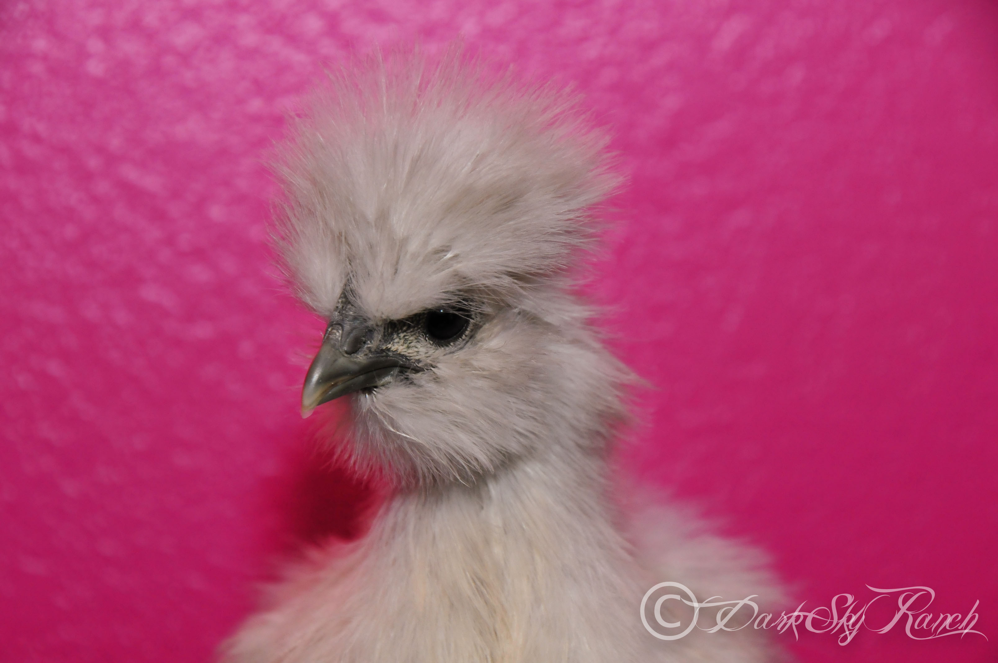 Einstein, our photogenic Silkie, @7 weeks