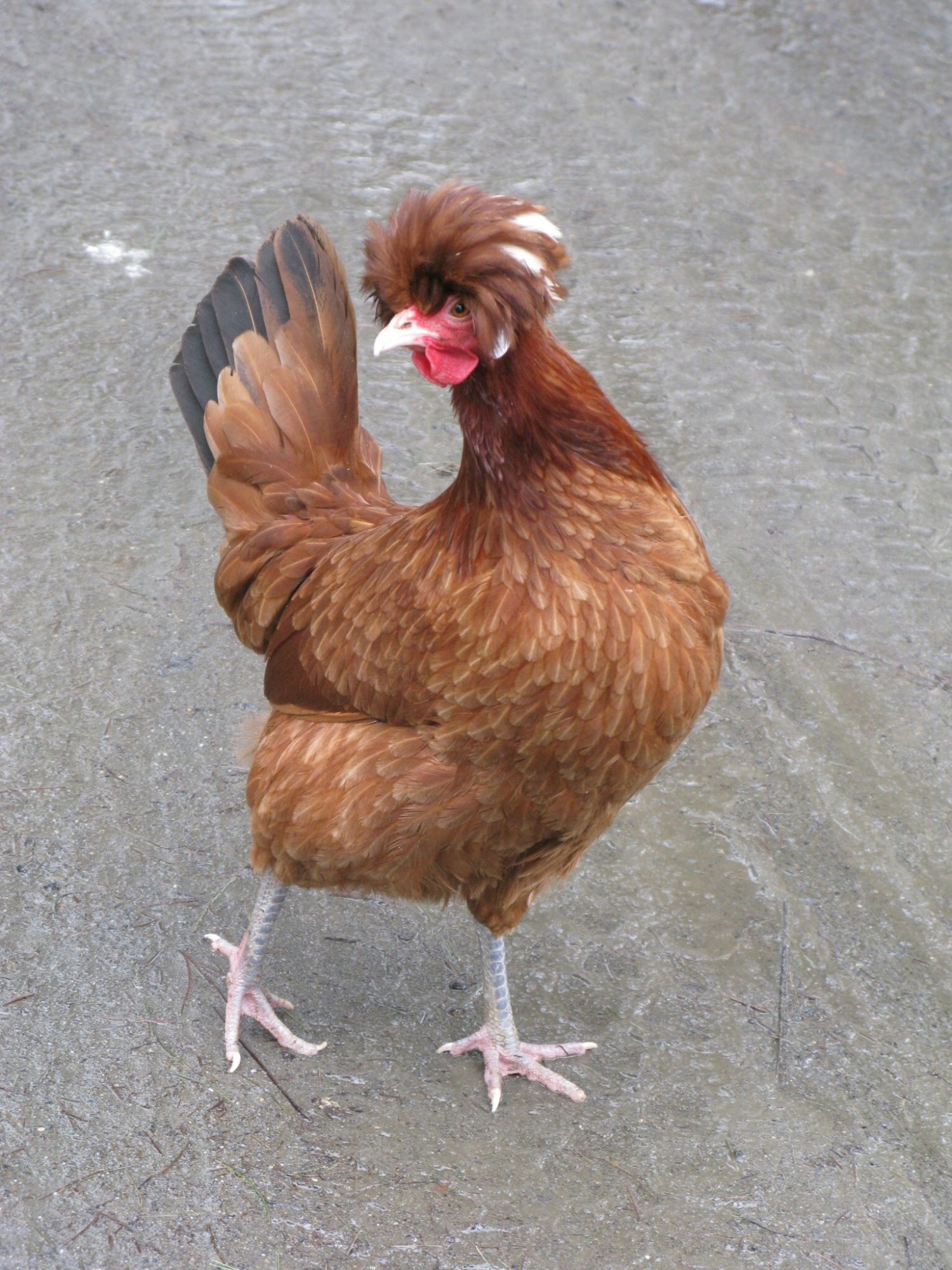 Einstein, our Polish Crested