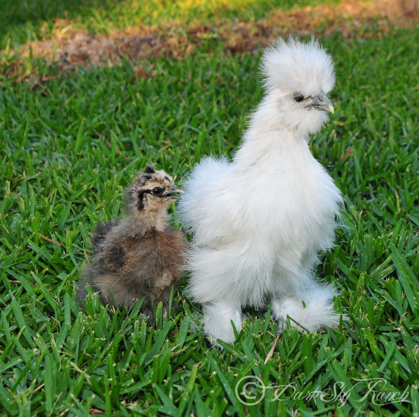Einstein & Scrambled (hatched at the same time) my oddly colored bunch!, @ 7 weeks