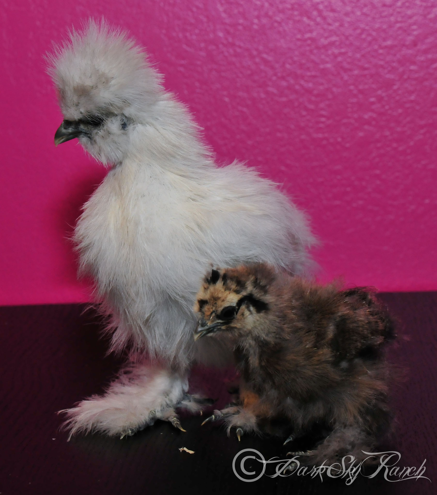 Einstein with hatch mate Scrambled, @7 weeks