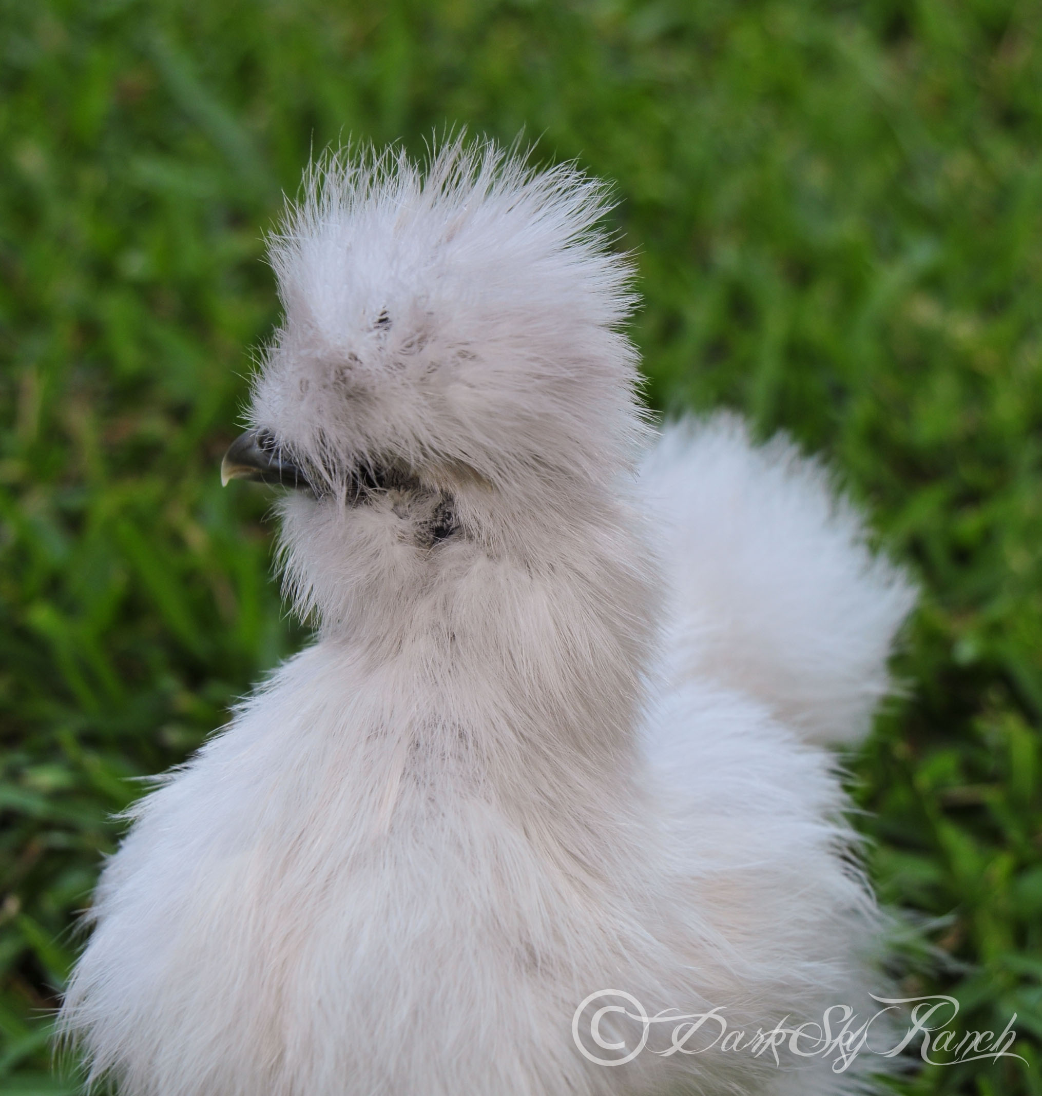 Einsteins crazy poof, with the streaks of grayish, @ 7 weeks