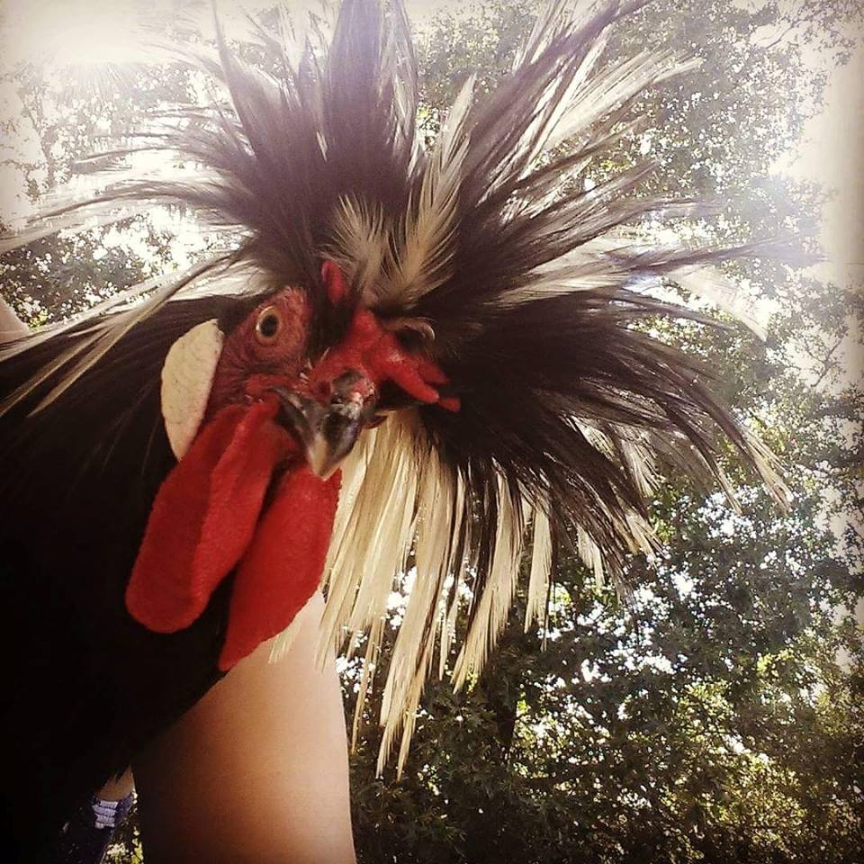 Einstein's selfie....White crested polish pullet roo