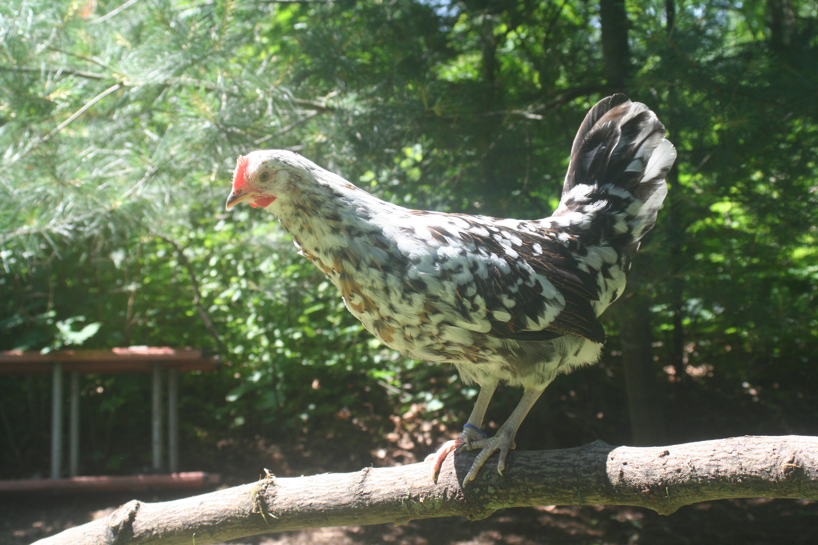 Eir (2-27-2012)
