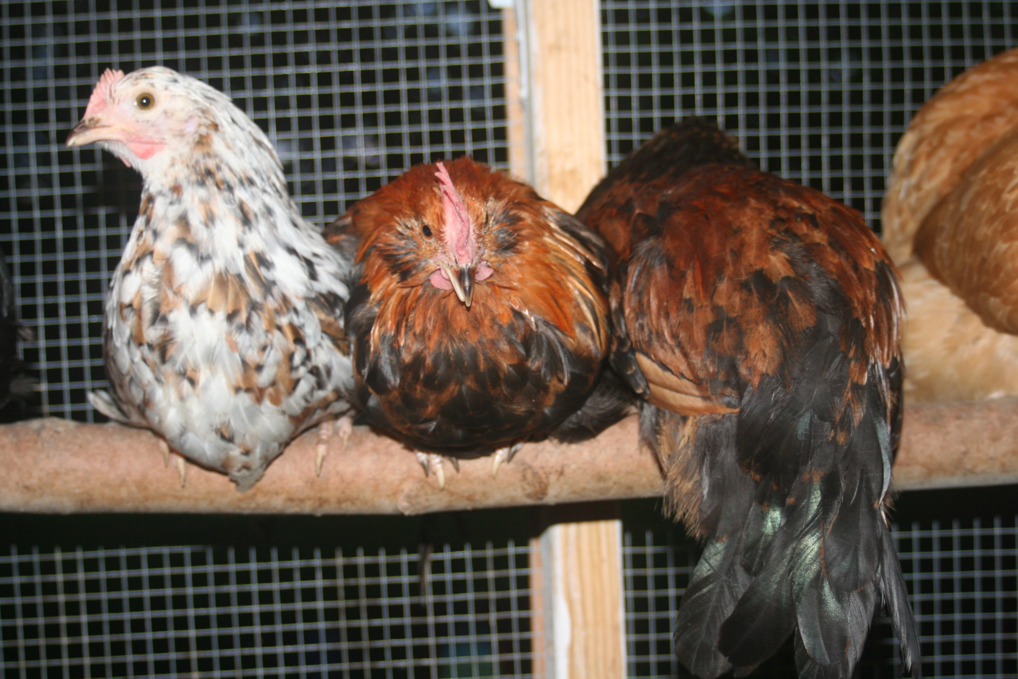 Eir, Forseti and Buri (2-27-2012)