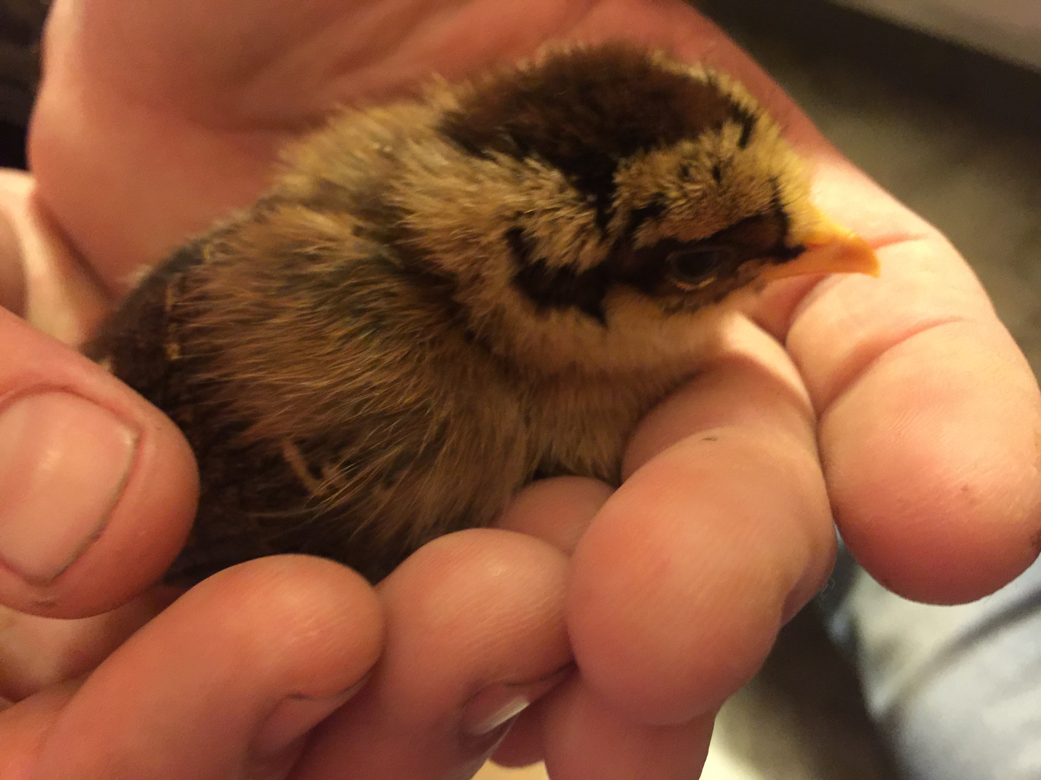 Either Kibbles, or his twin Bits.