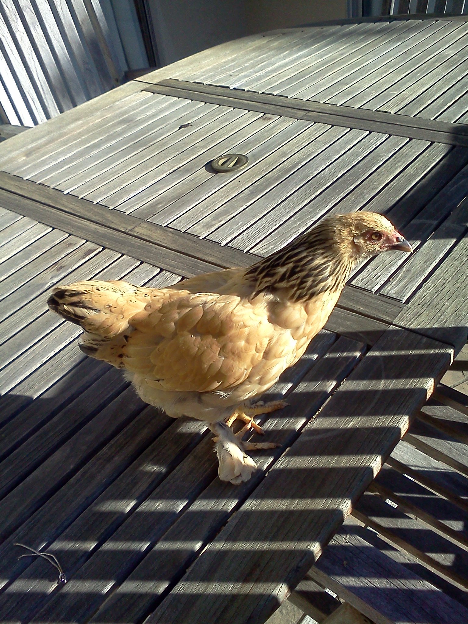 Elanor, almost 10 weeks.  560 grams.