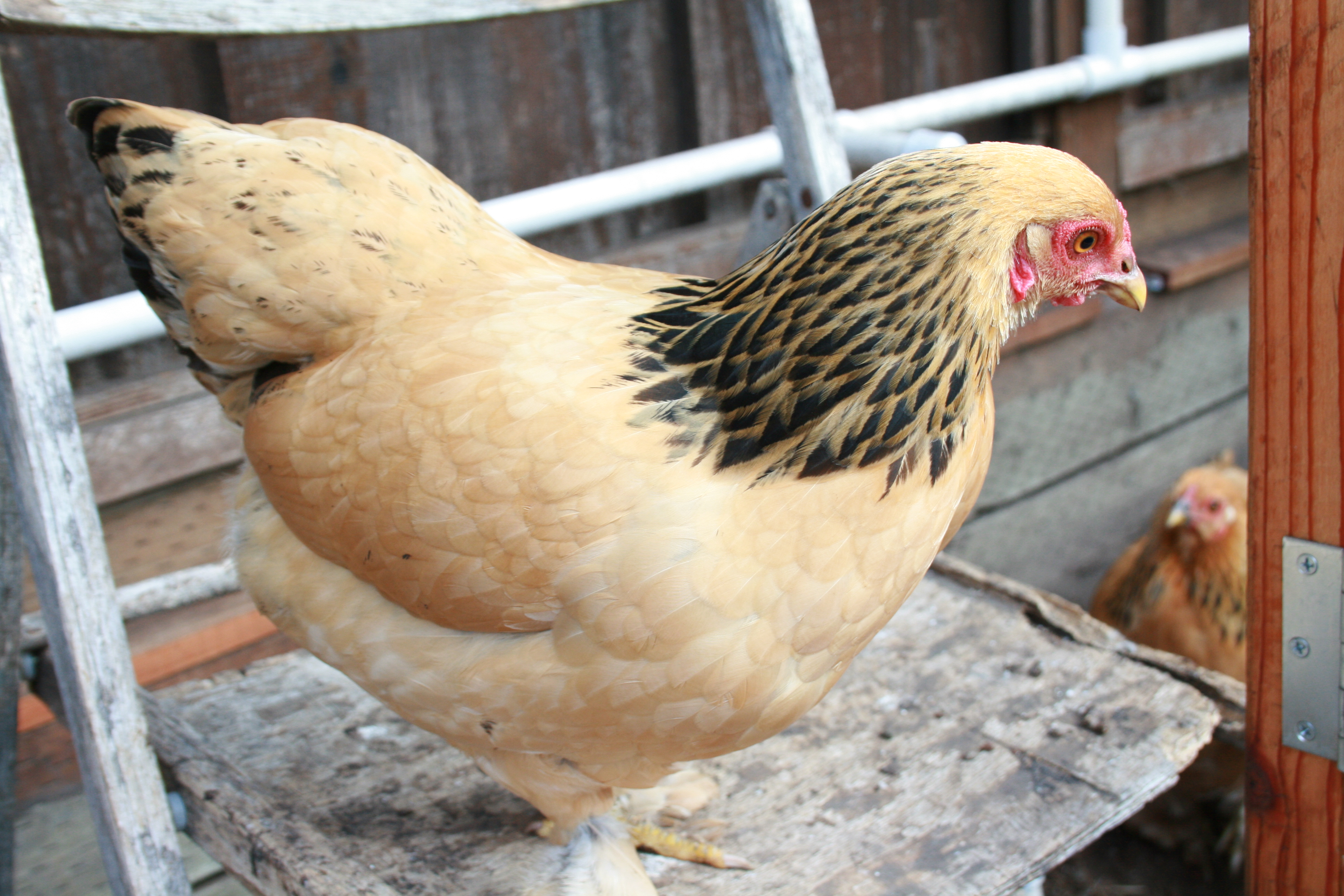 Elanor, buff brahma bantam.  Almost 21 weeks, 1003 grams.