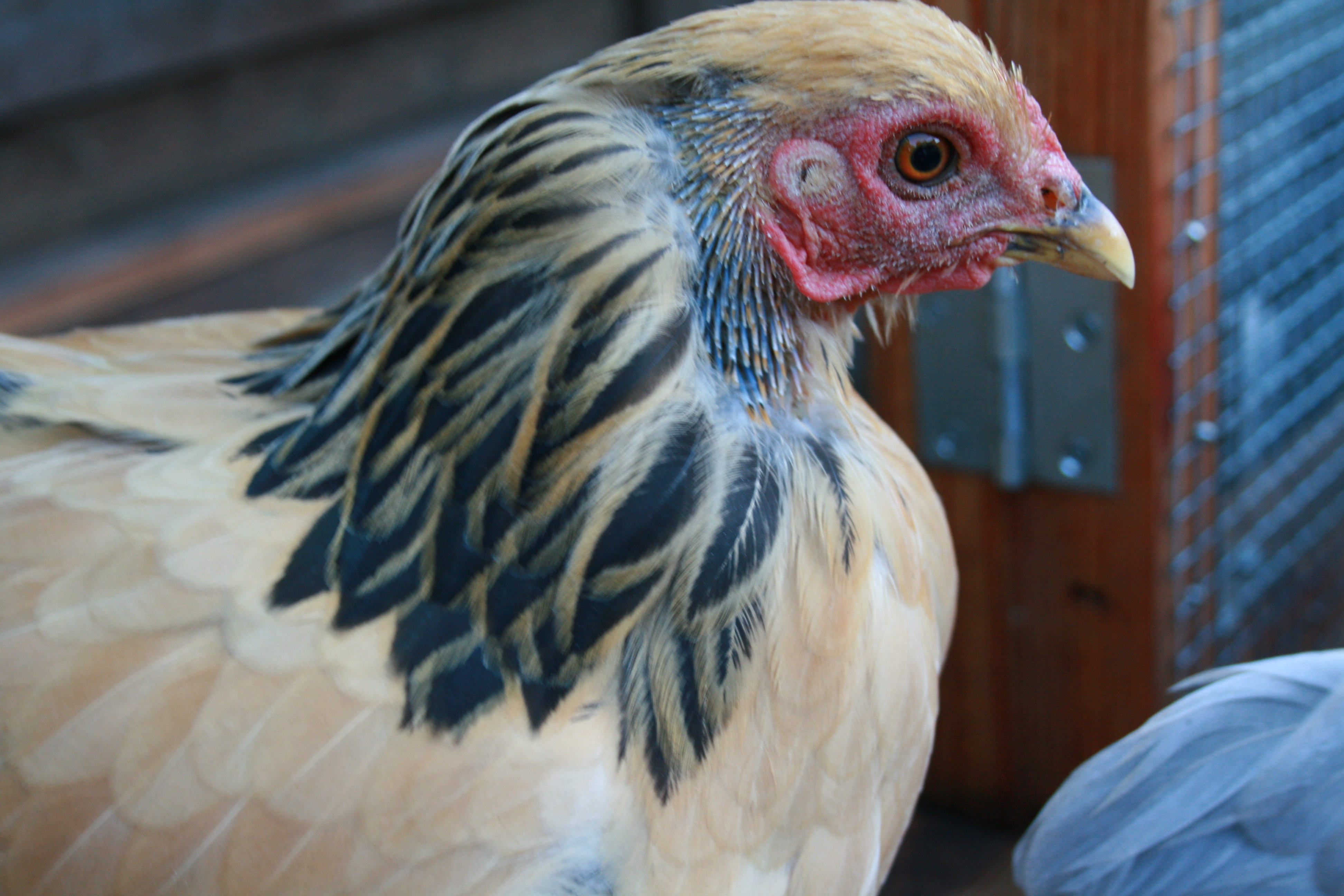 Elanor's first molt.  25.4 weeks old.