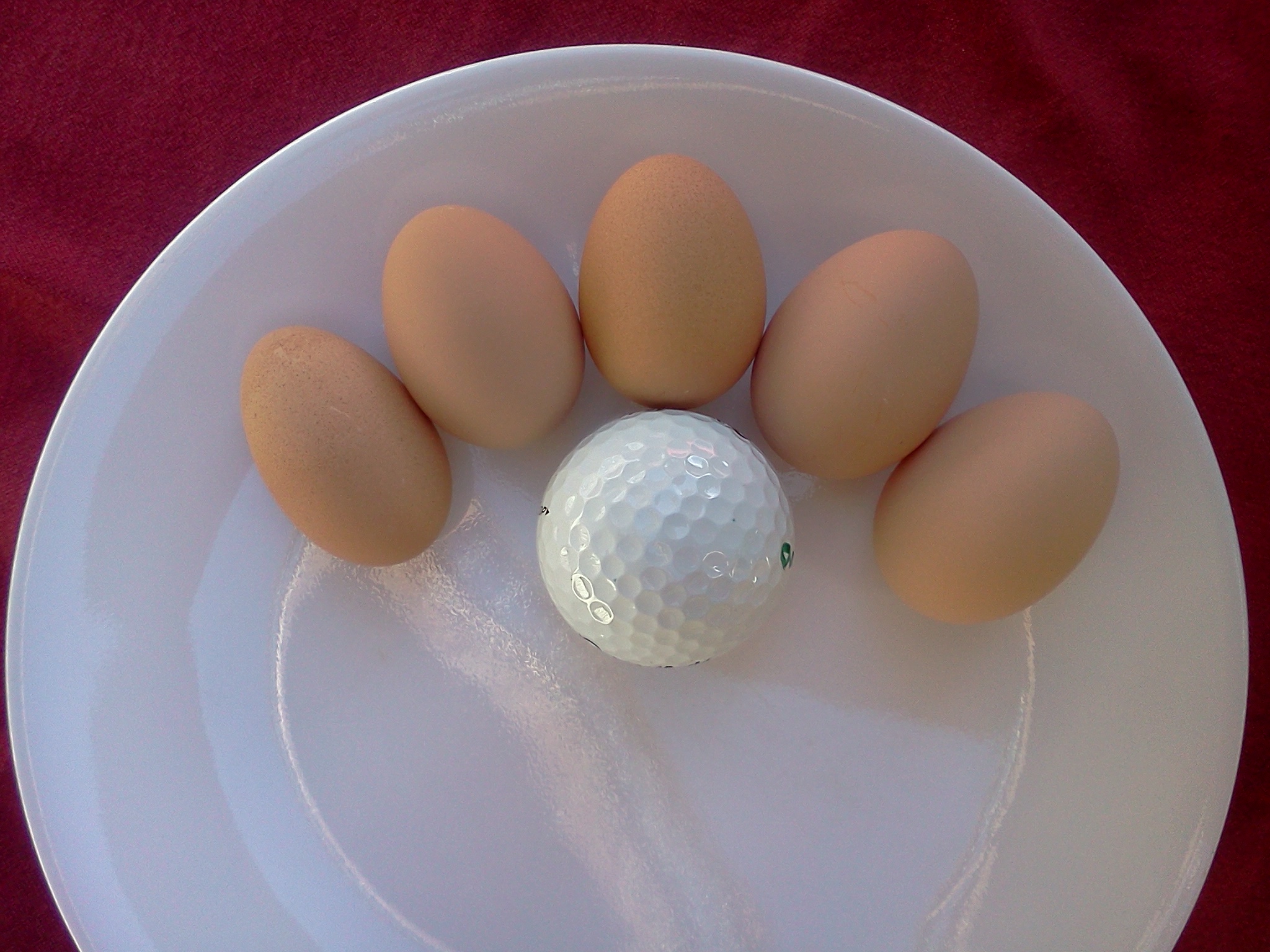 Elanor's first week of eggs!