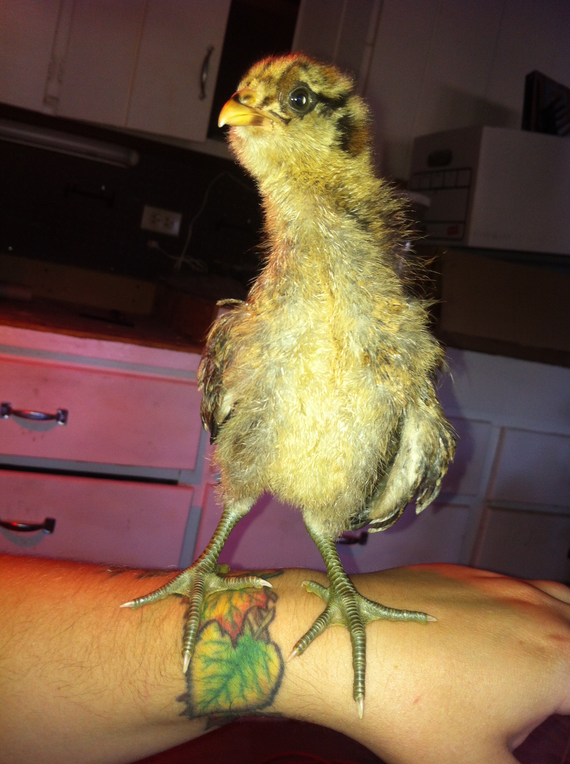 Eleanor about 3 weeks