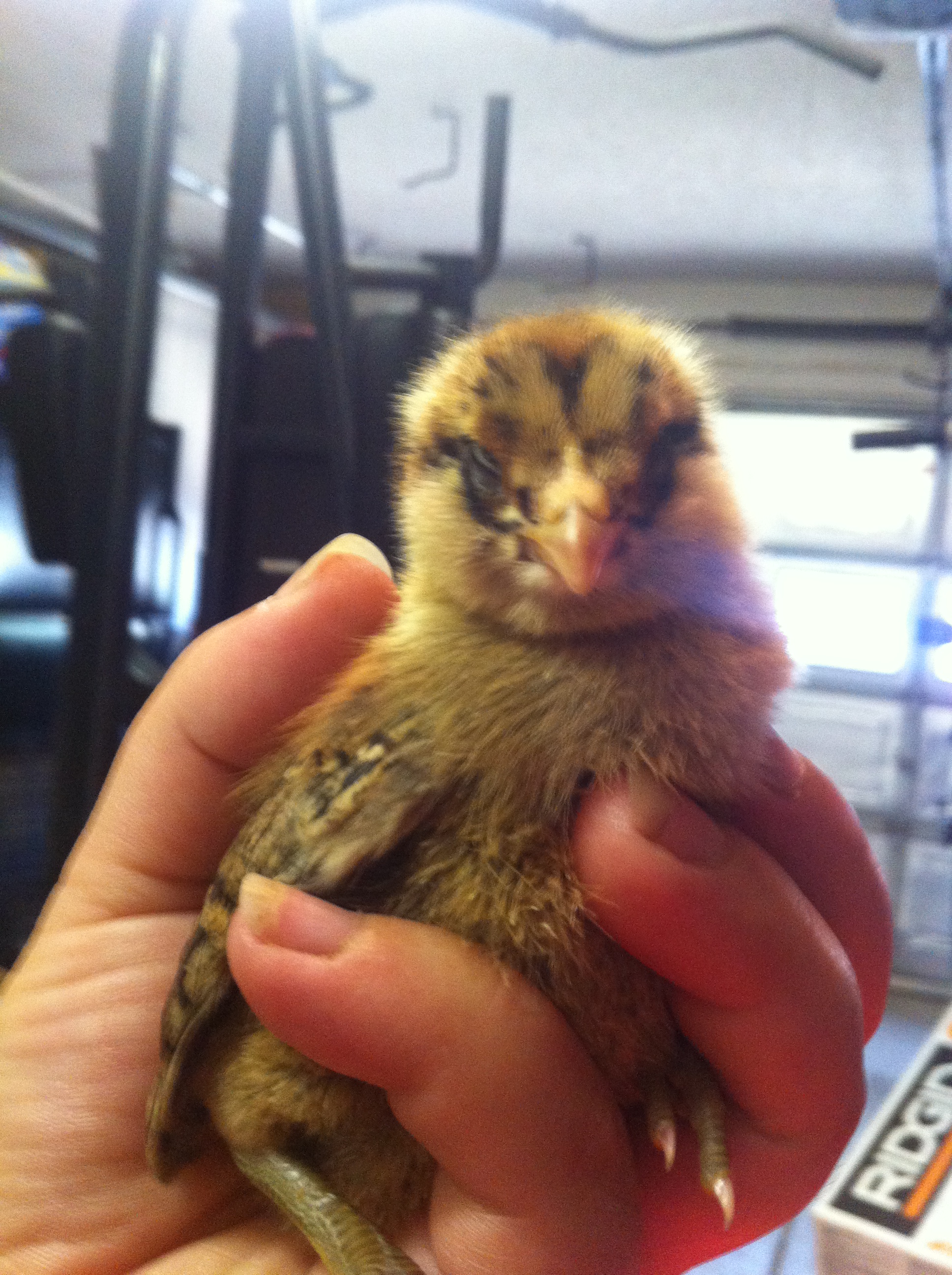 Eleanor -Easter Egger about 2 weeks