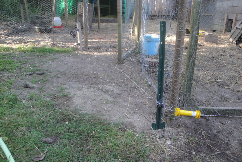 Electric fence just off the ground to deter predators on outside of runs.