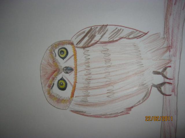 Elf owl. Pencil on paper.