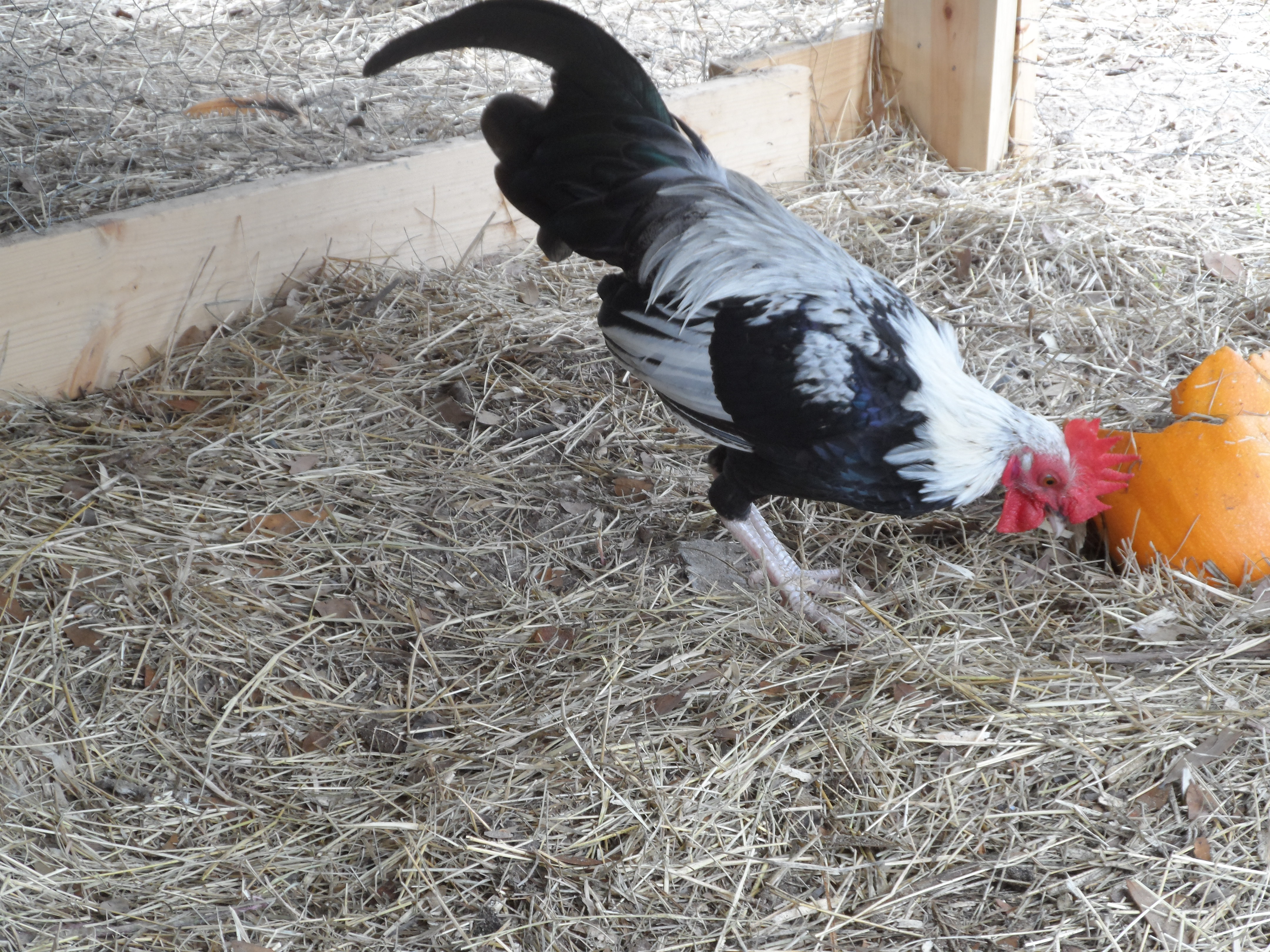 Elfis our small bantam rooster