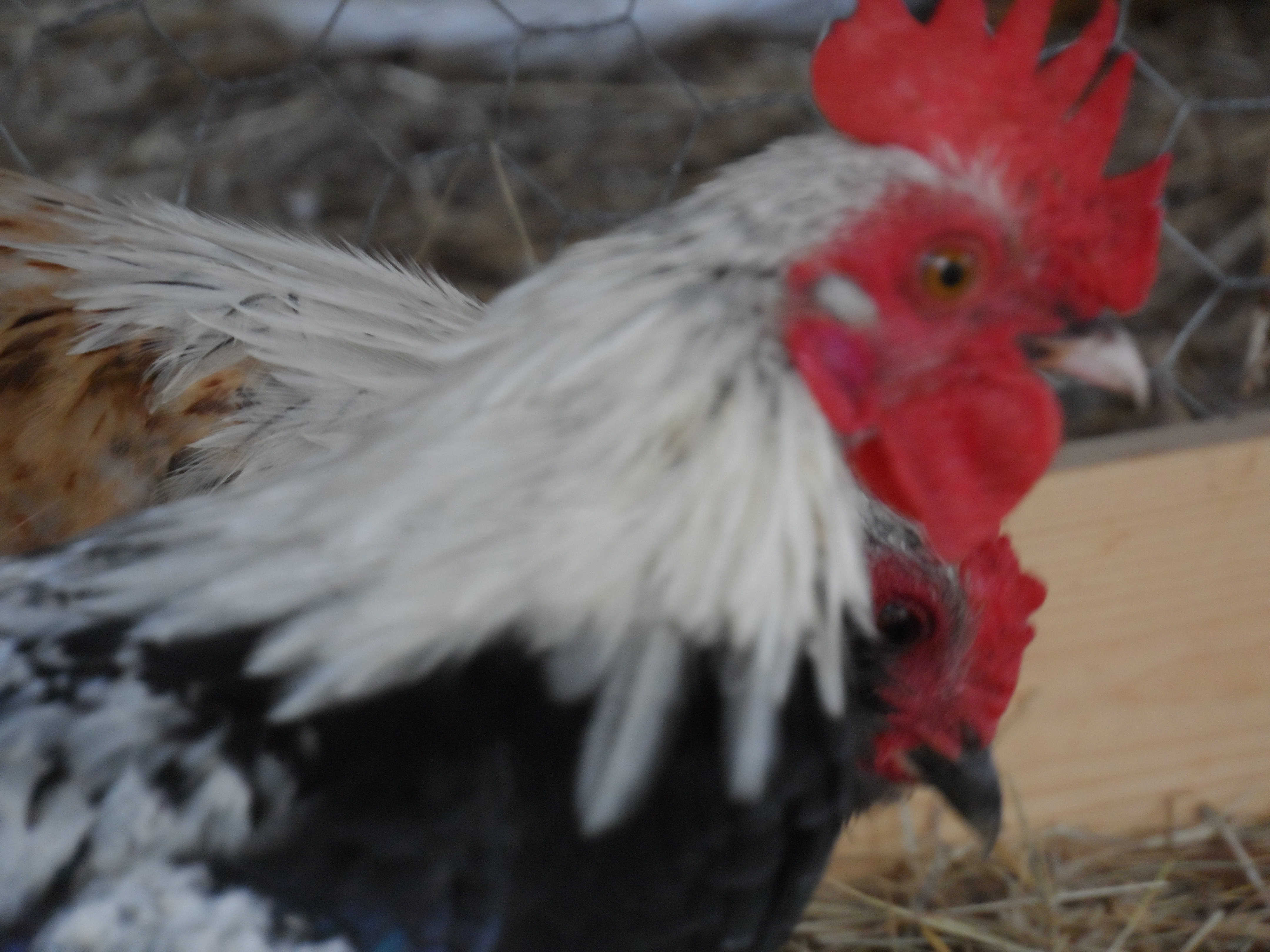 Elfis, Yes Elfis, he is Our small Bantam Rooster, When he was small his comb looked like Elvises hair, Small Bantam that looked like elvis = Elfis