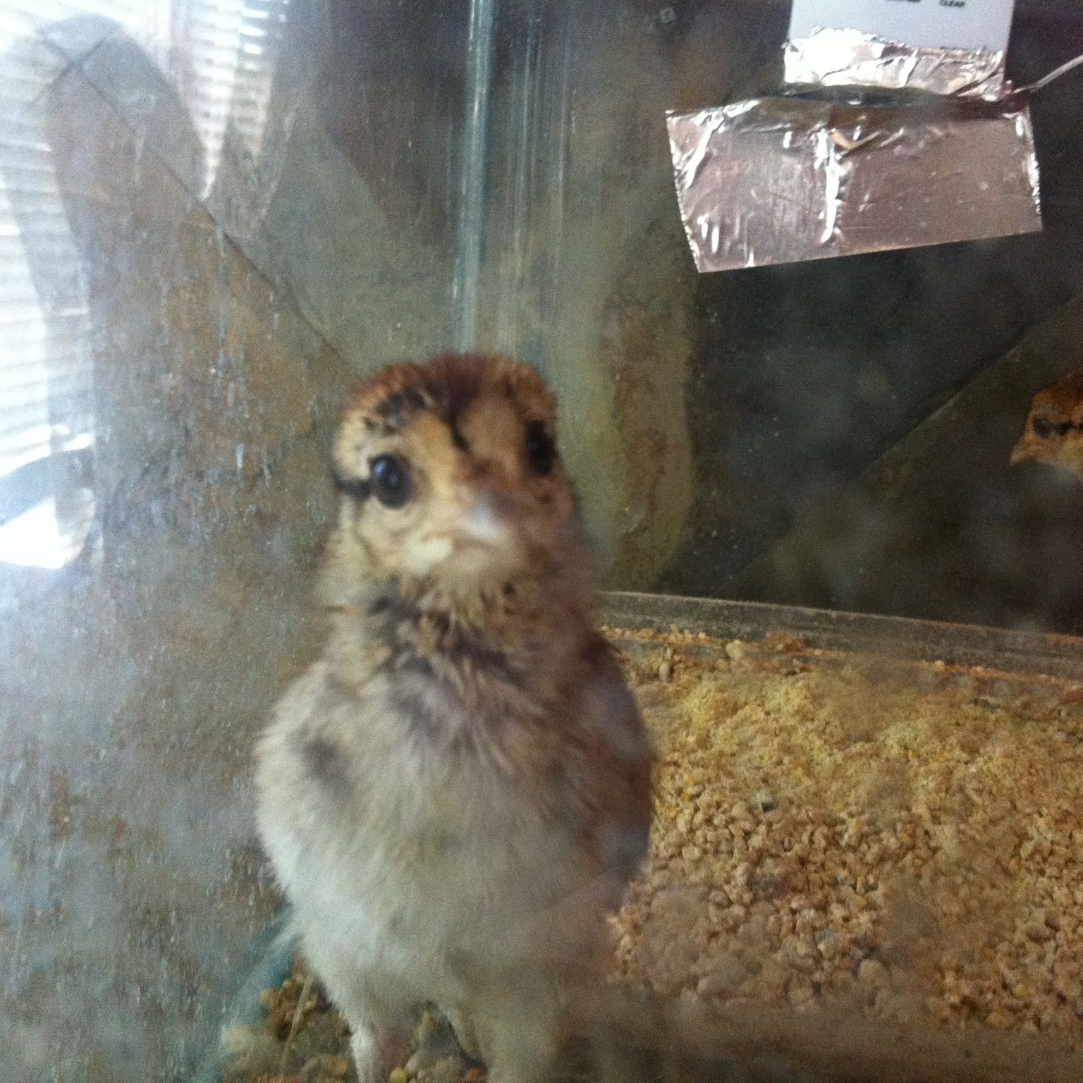 Eliot pheasant chick