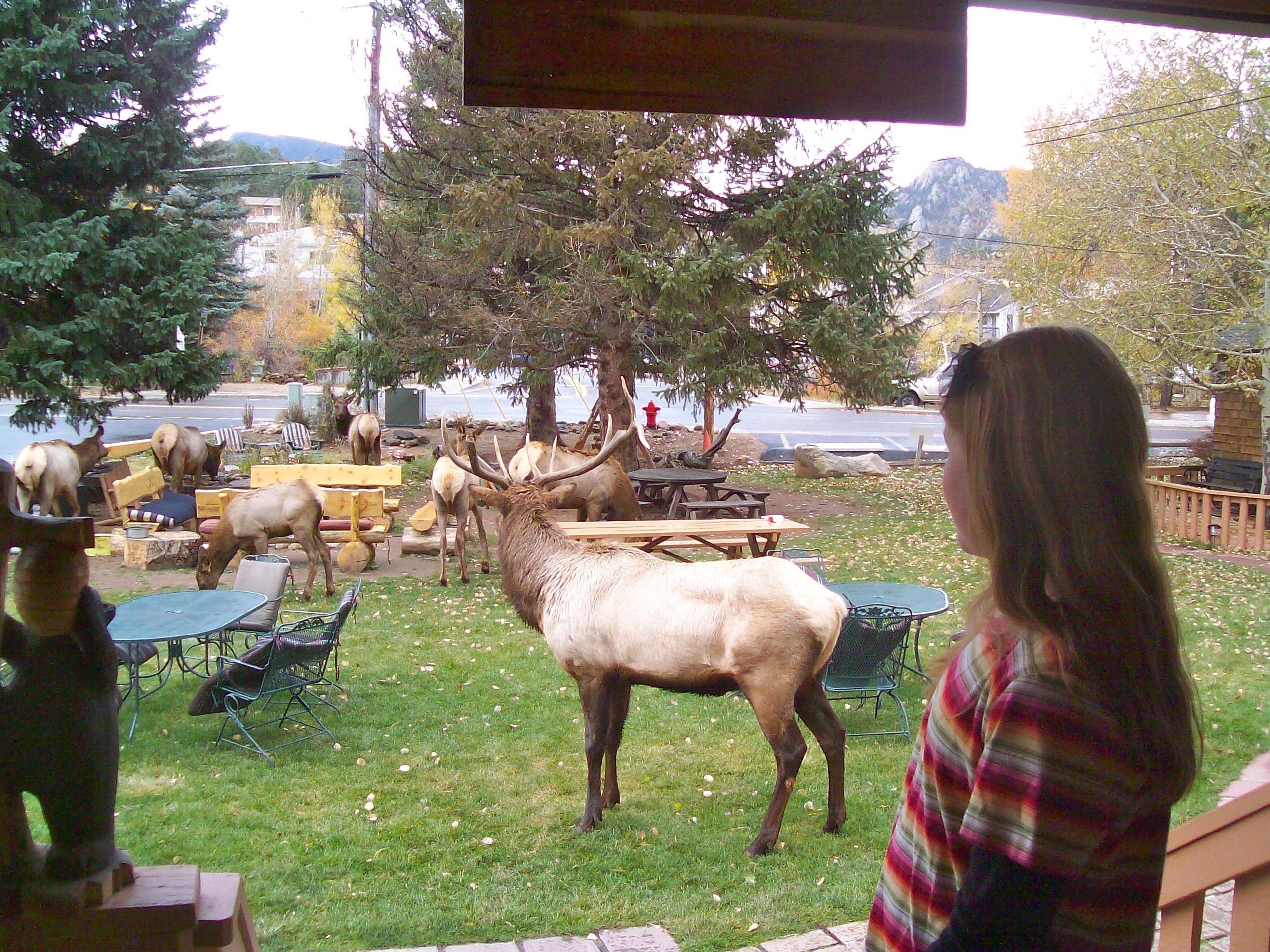 Elk in my yard!