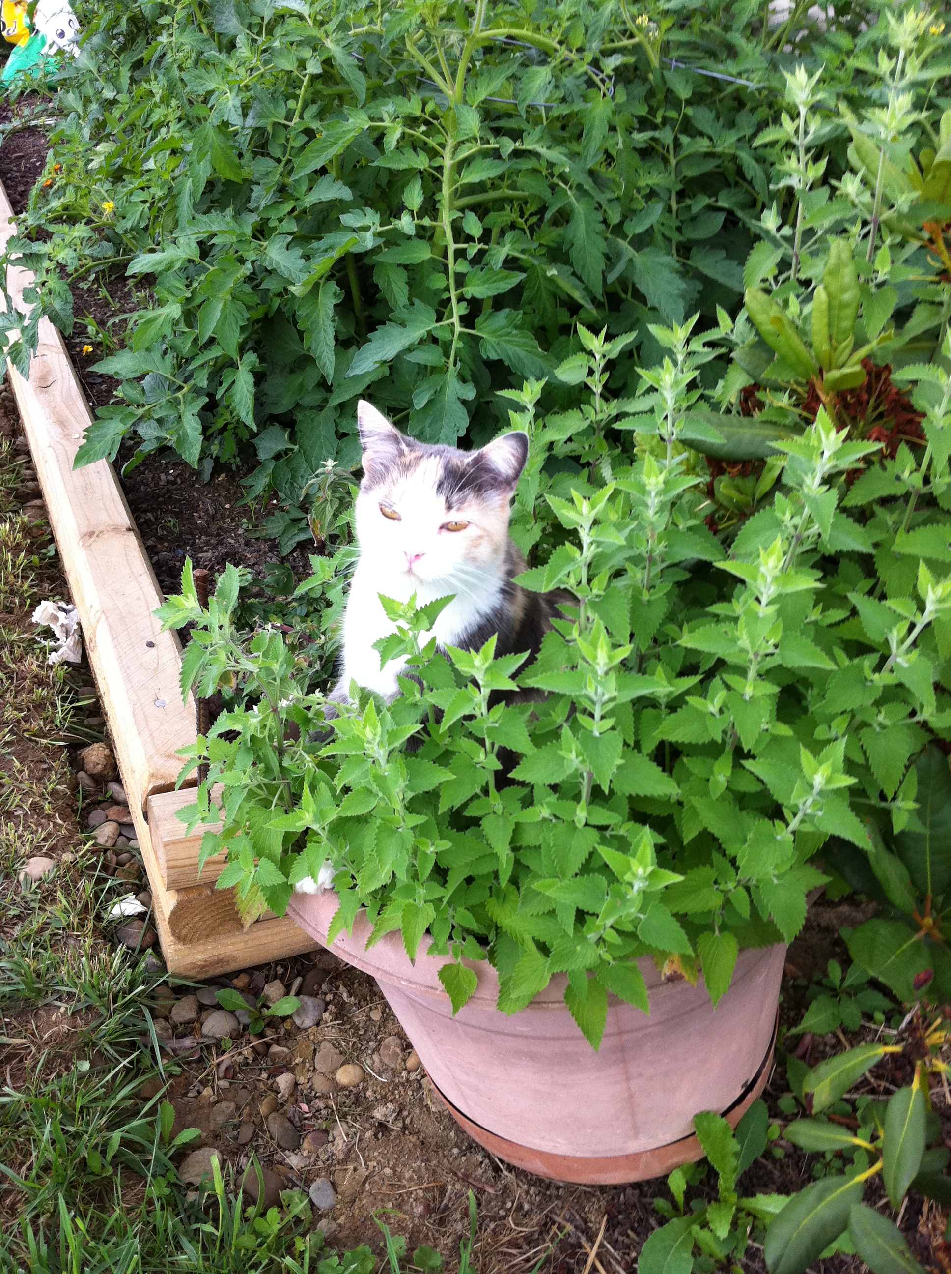 ella in the catnip