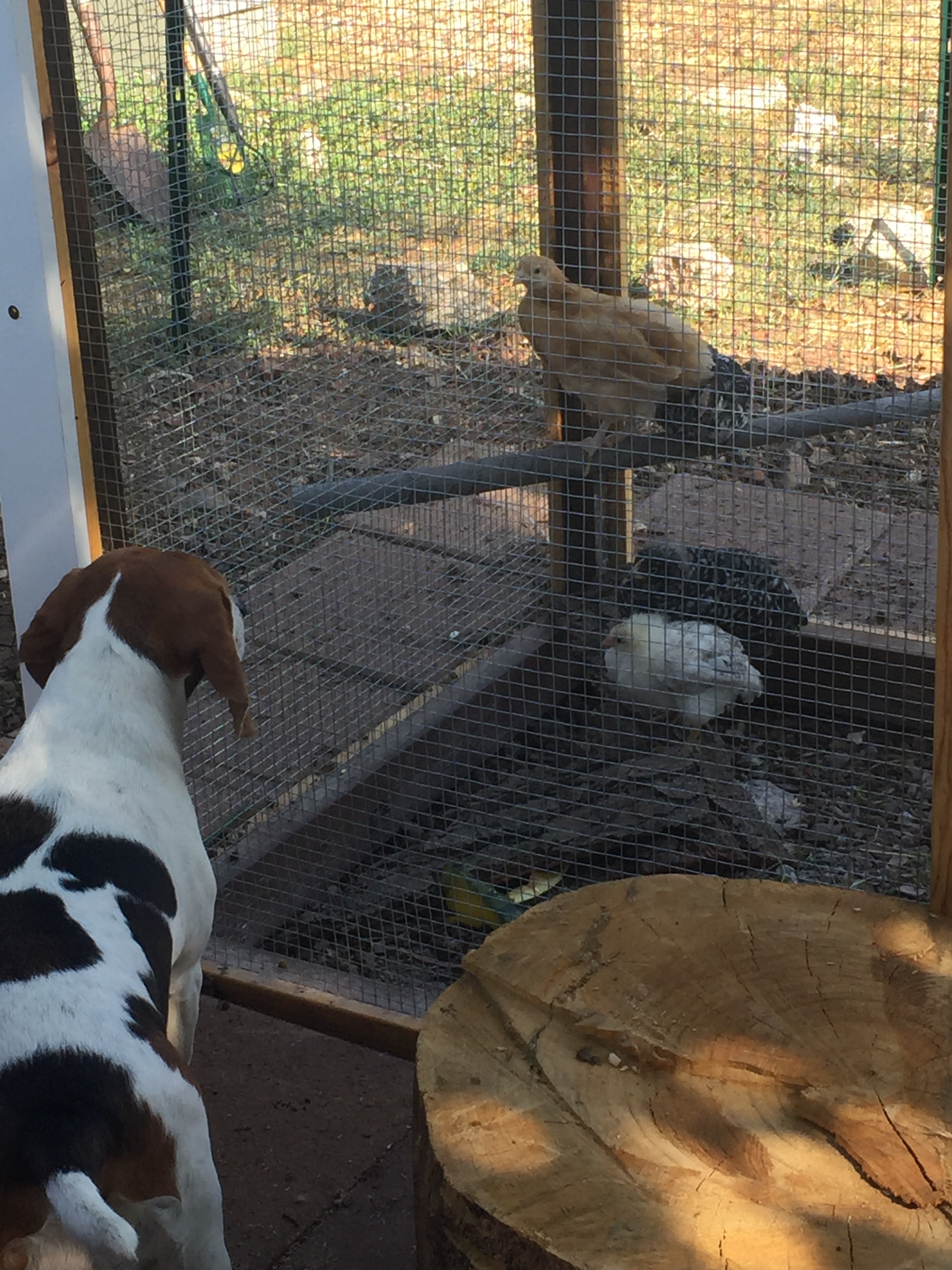 Ella (our beagle) loves watching the chickens