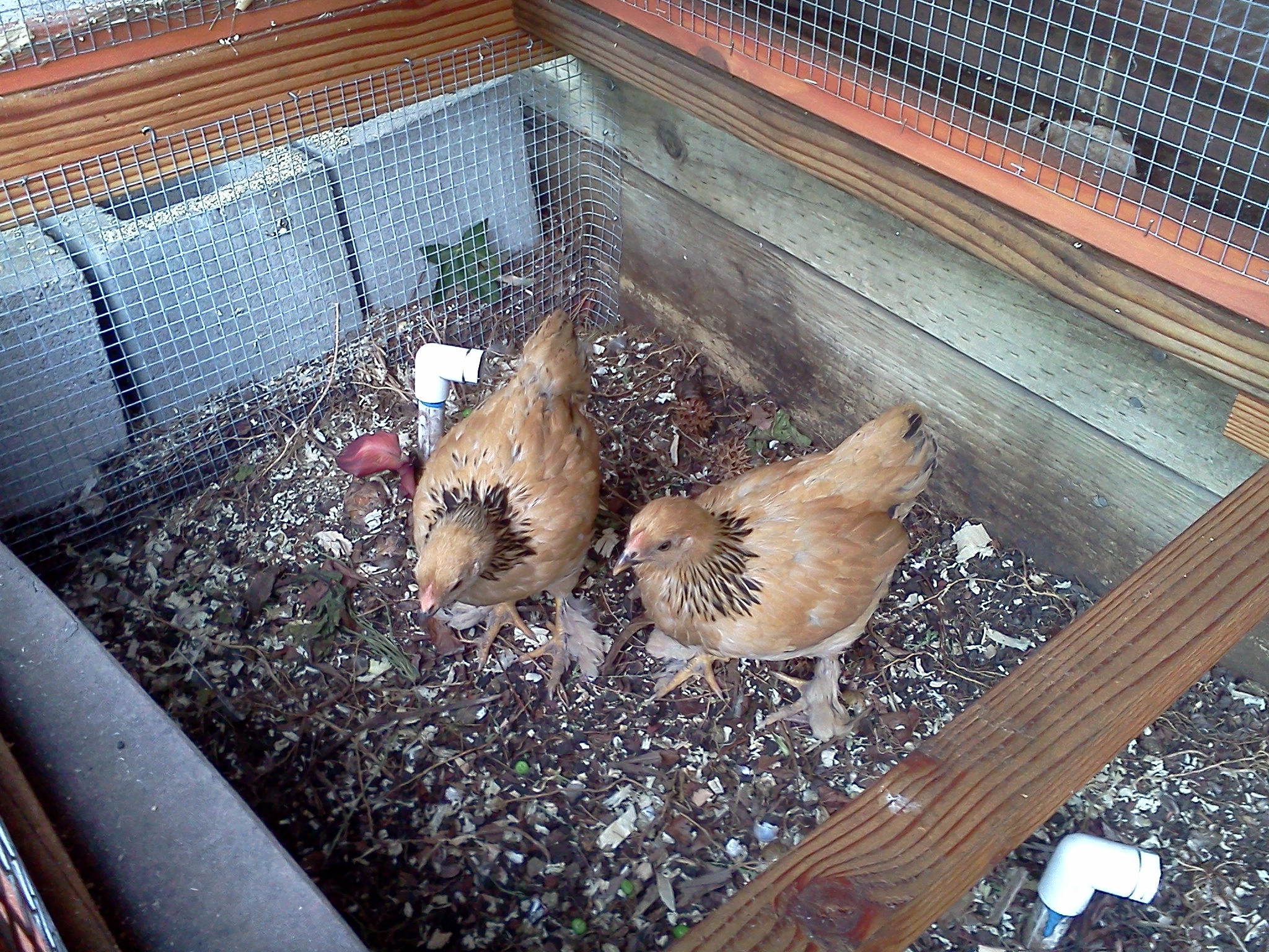 Ellie and Rosie, Buff Brahma Bantams.  Almost 8 weeks old.