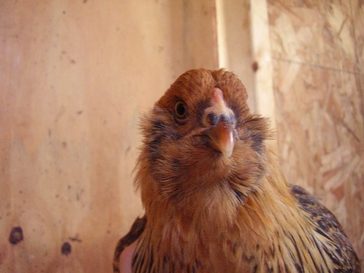Ellie (Easter Egger) 8 weeks