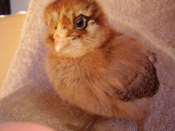Ellie - (Easter Egger)