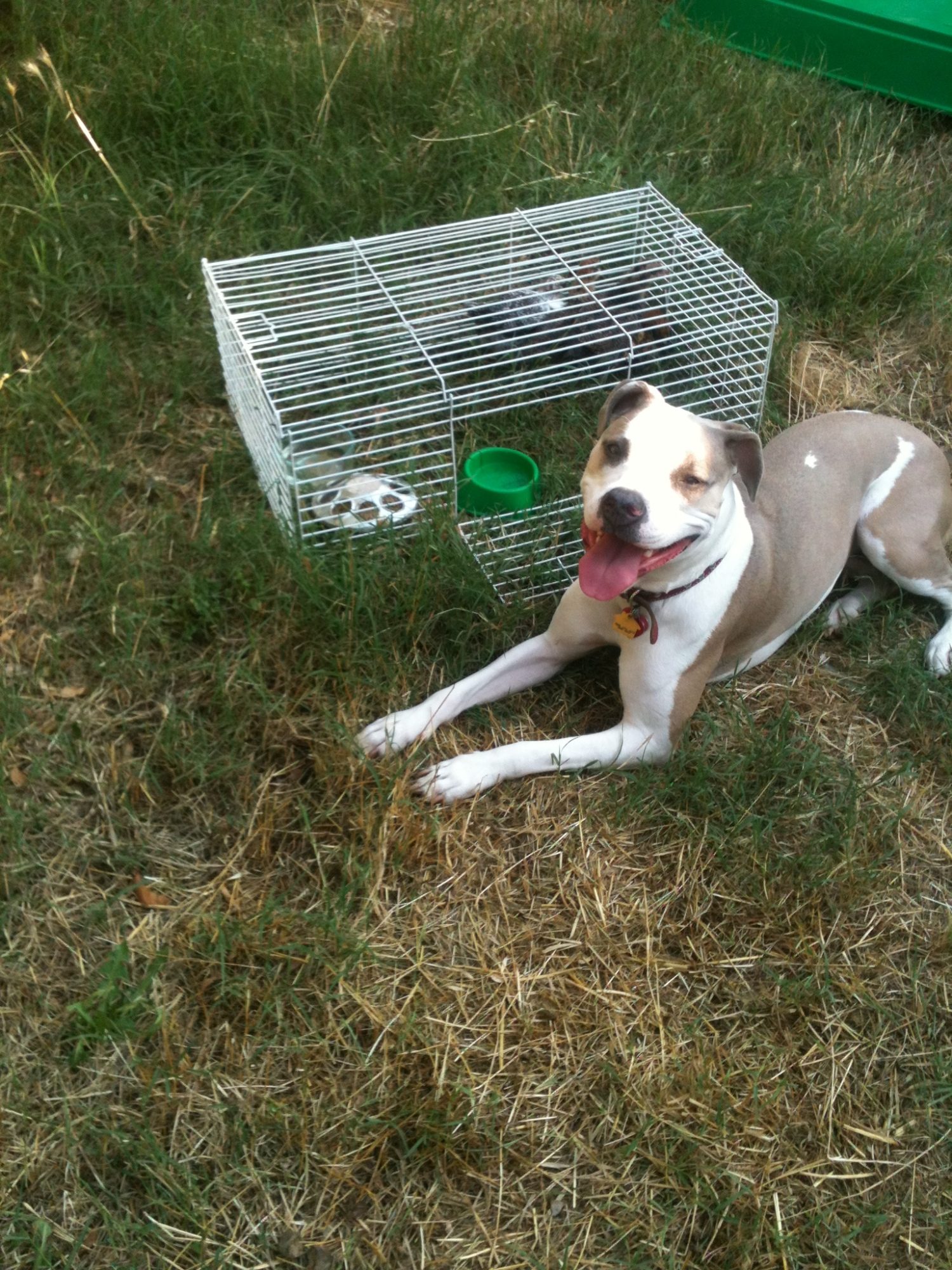 Ellie likes to "herd" the chicks.