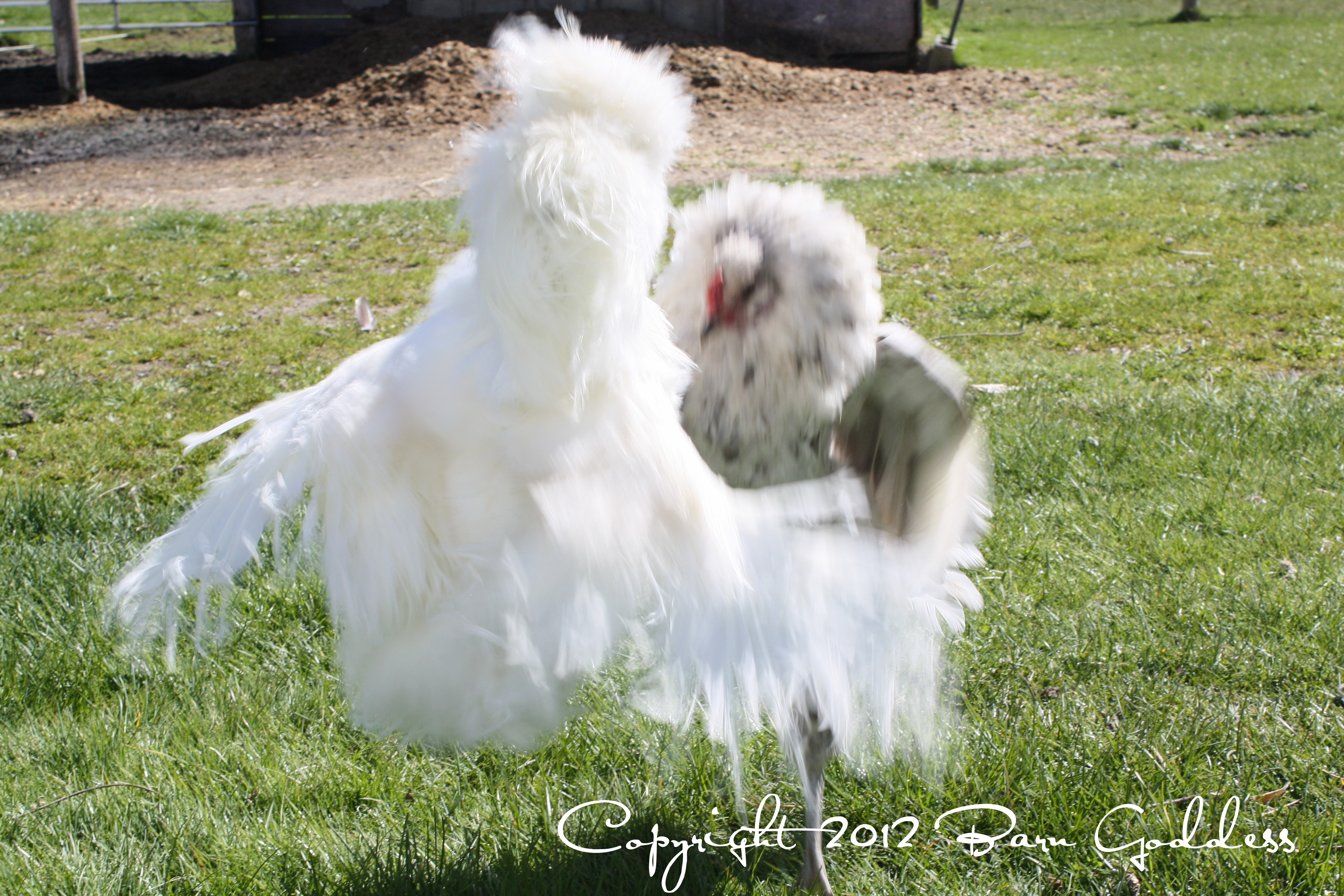 Elliot and Pippa (Splash Ameraucana).