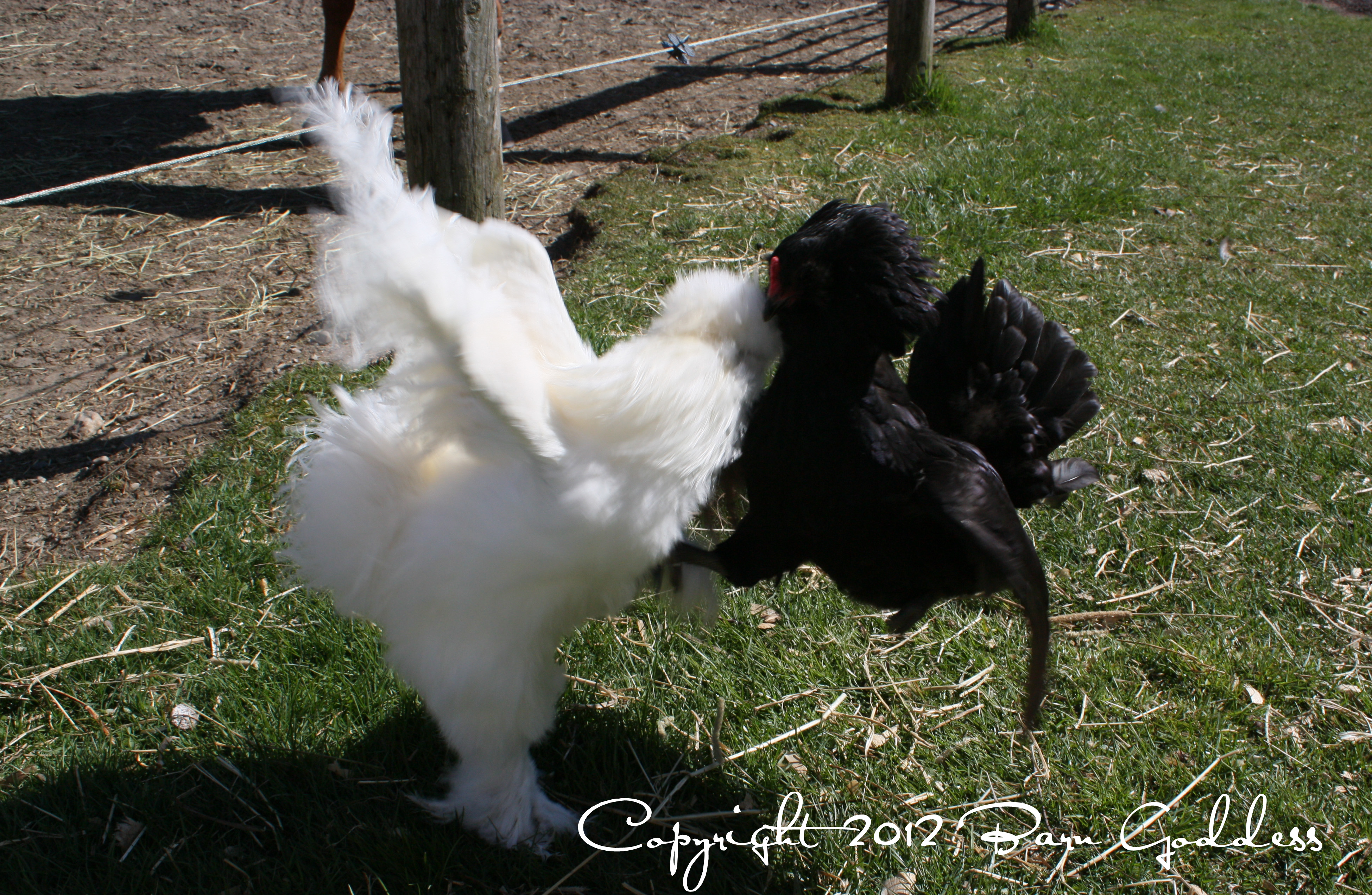 Elliot doesn't care. He's in love. (With Jennifer Lopez - Black Ameraucana hen - not convinced she loves him .... )