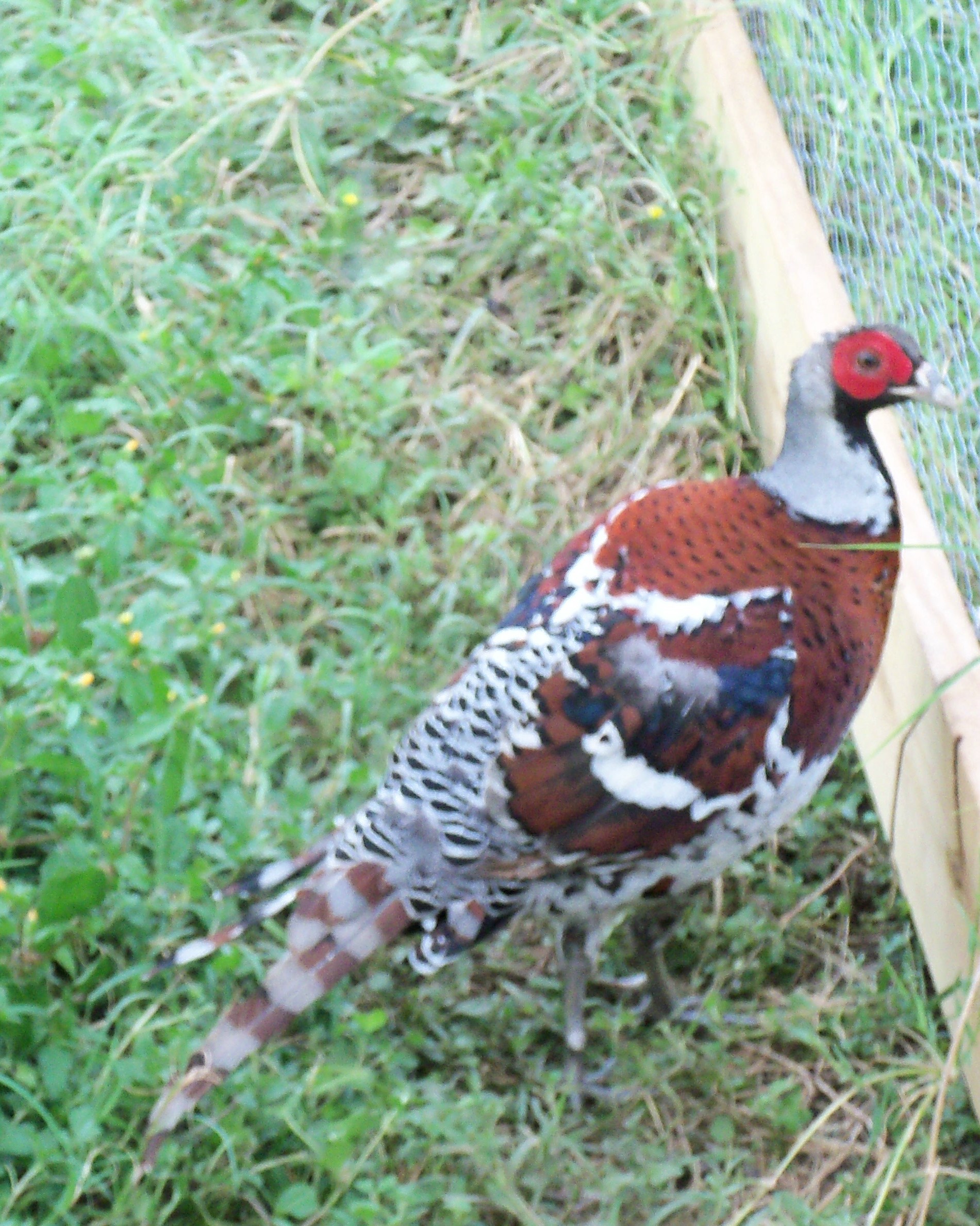 Elliot molting