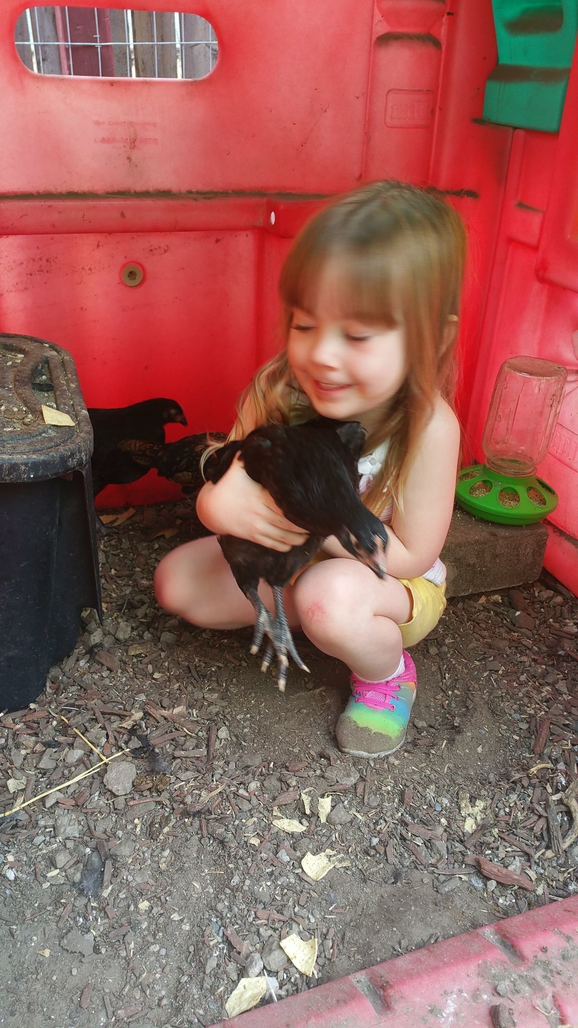 Elsa, black austrolop chick