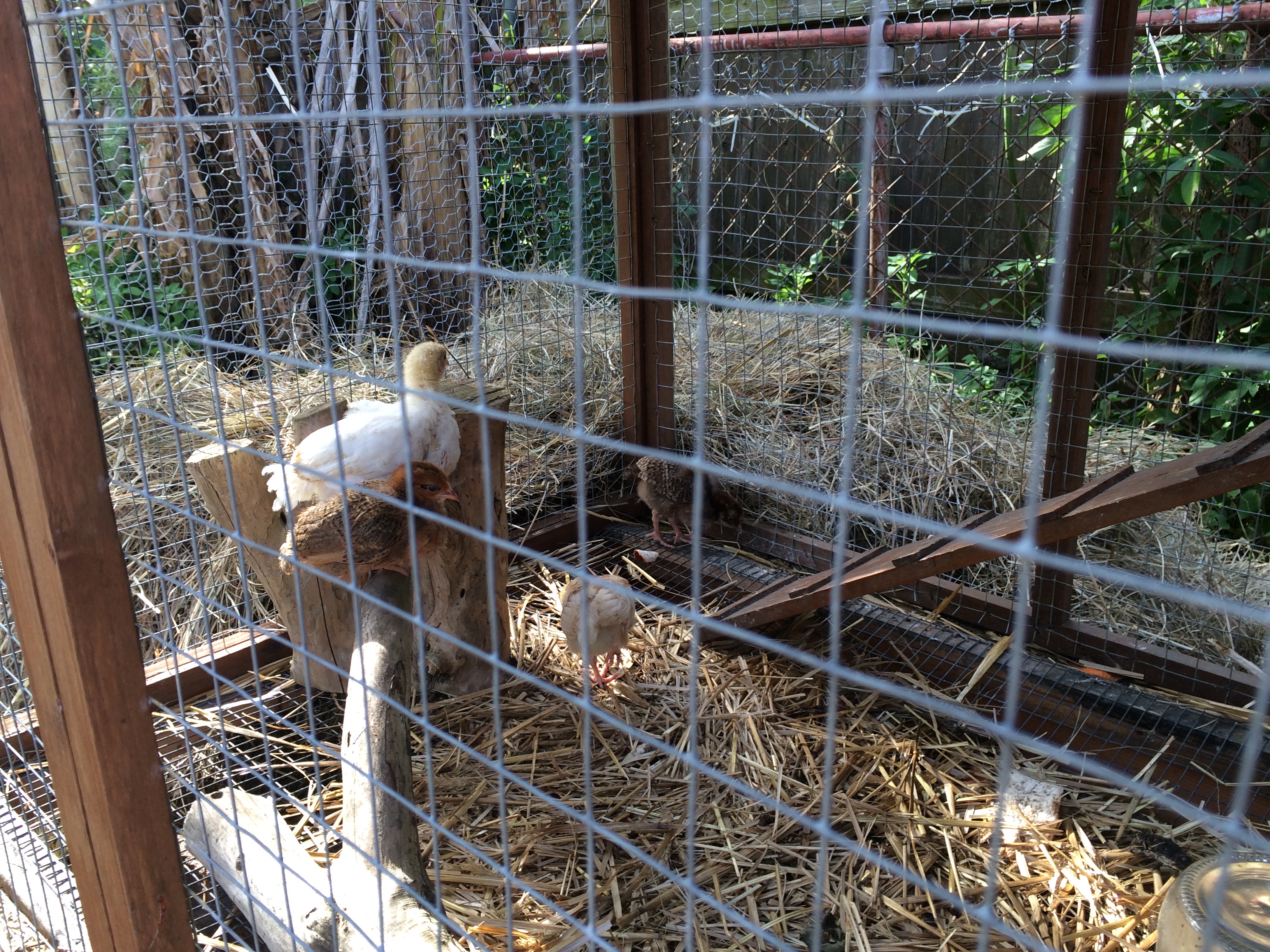 Elsa the beautiful cinnamon queen