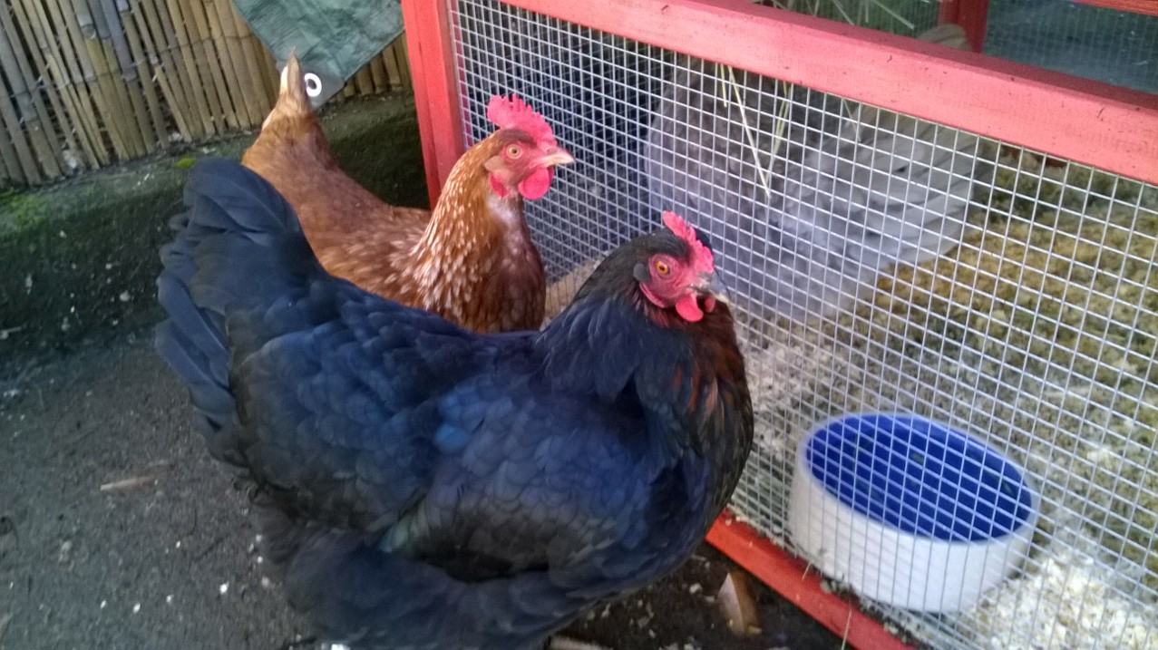 Elvira and Fealess Frieda