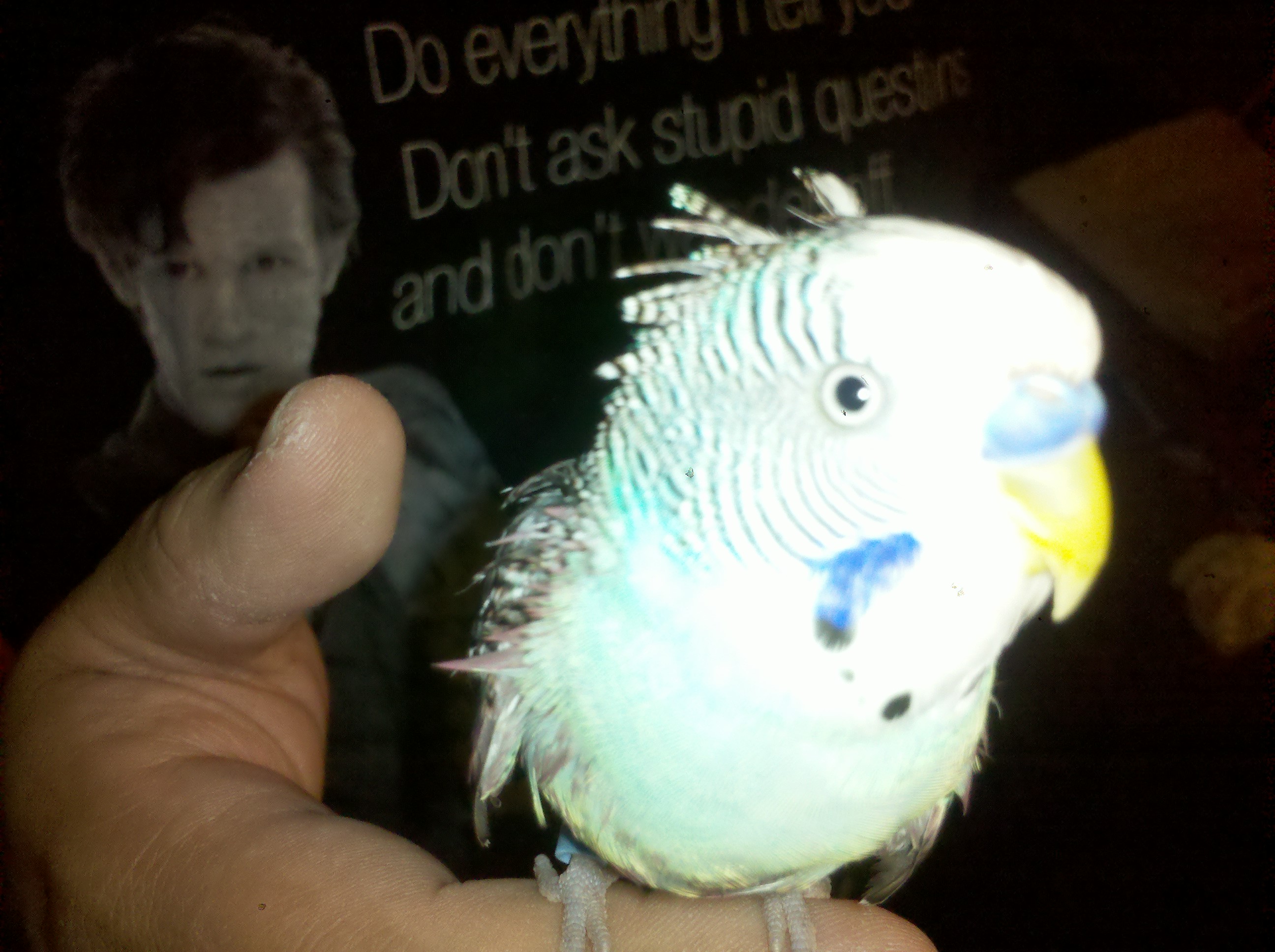 Elvis again!  He's semi wet from a bath in the shower with me.