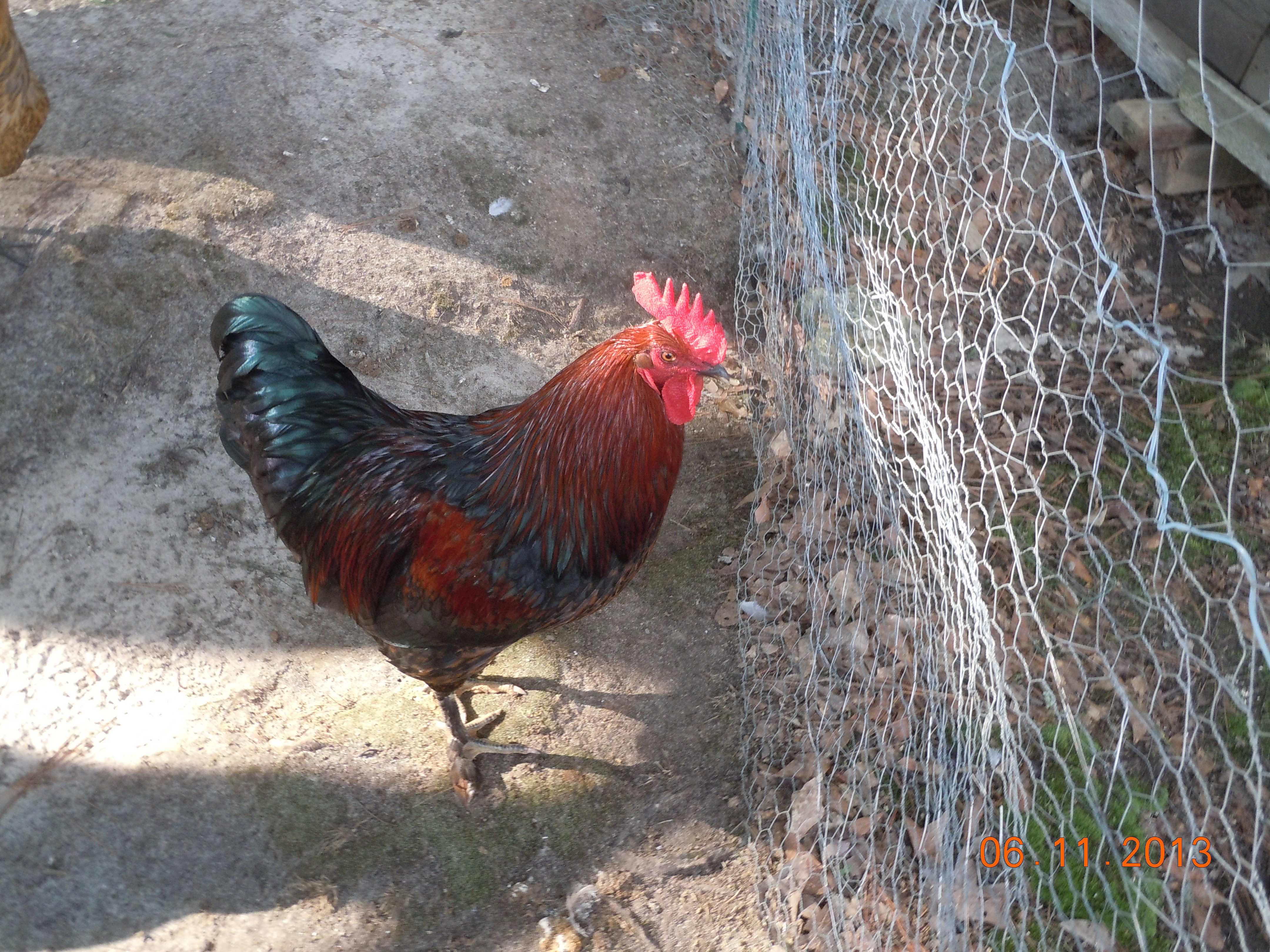 Elvis @ approx 18 weeks