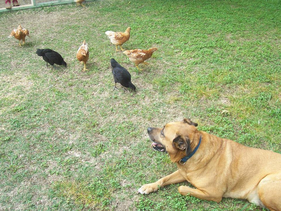 Elvis could care less about the chickens.