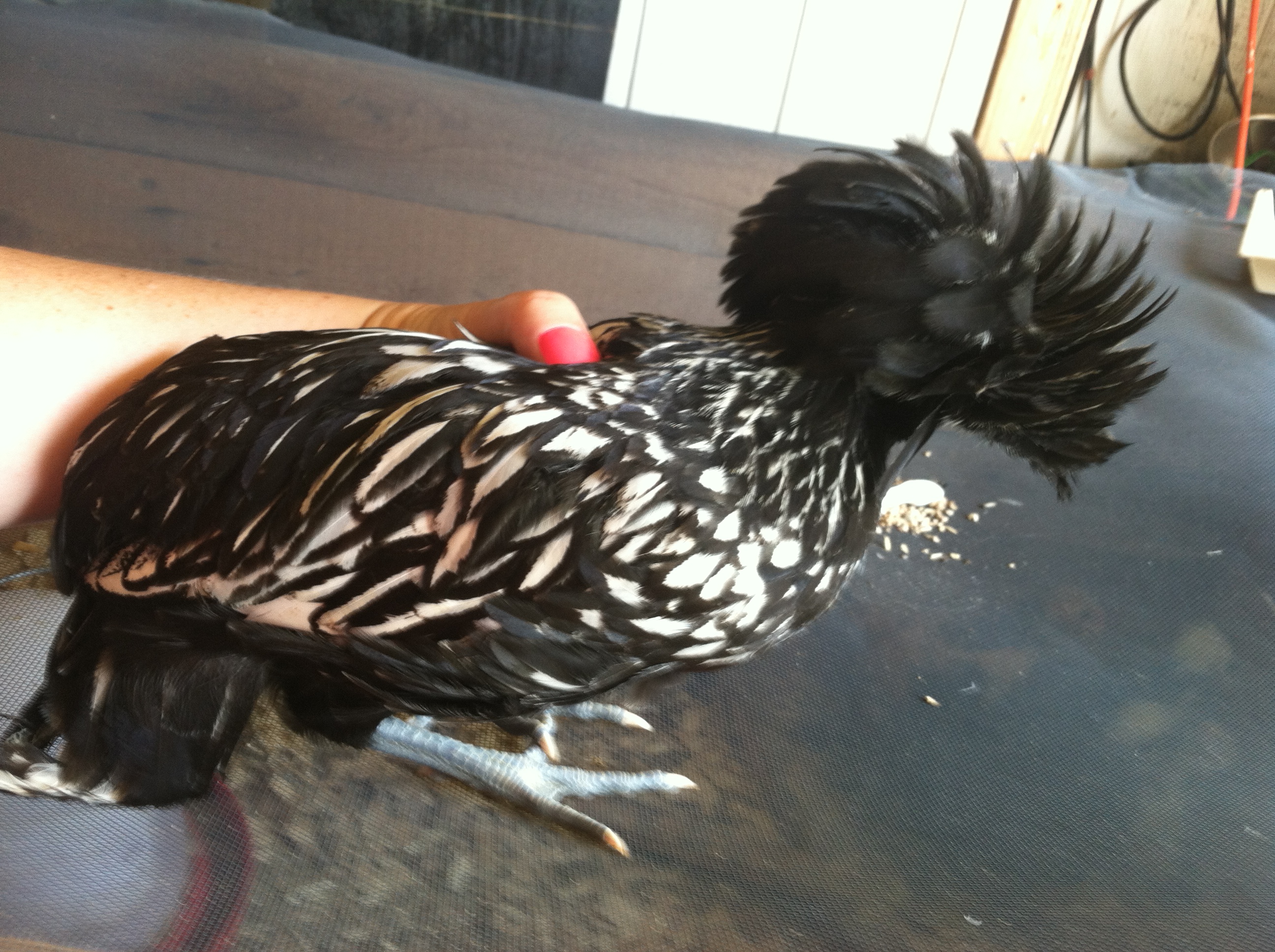 Elvis-  Hen