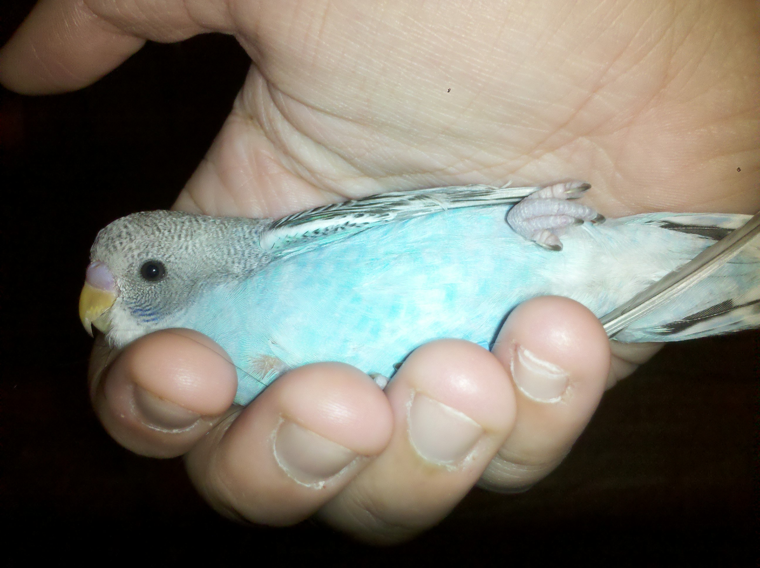 Elvis my baby when he was a baby
