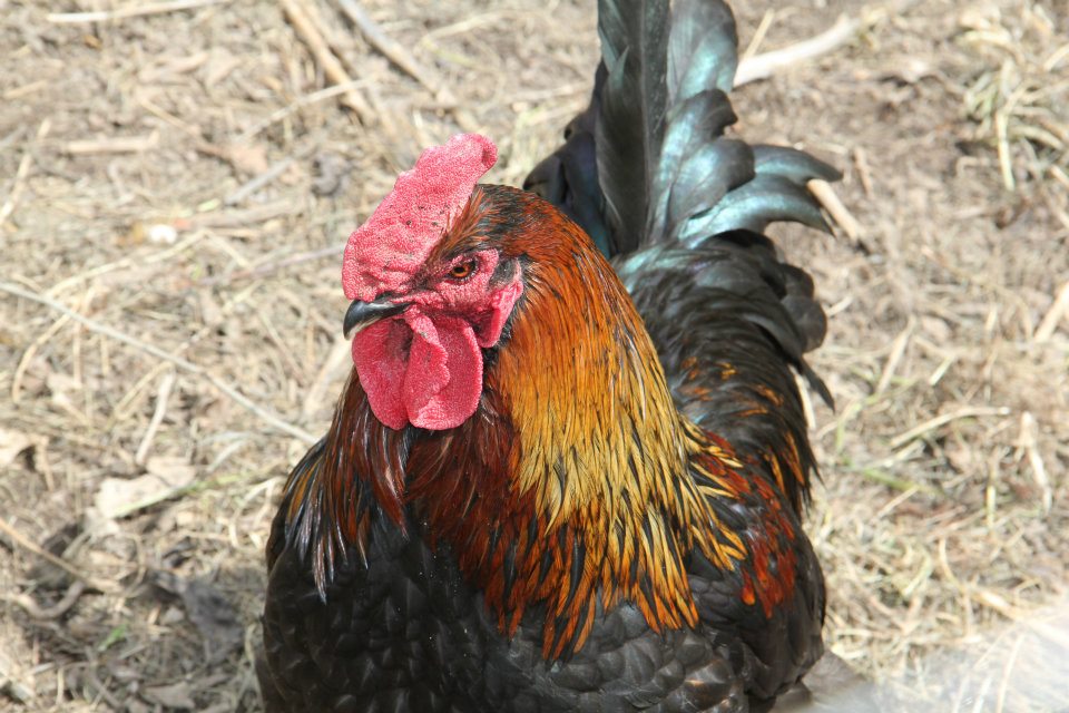 Elvis, my Black Copper Marans rooster.. that I picked up for a very nice lady in the town near me.  He's beautiful and does this little jig around the hens.