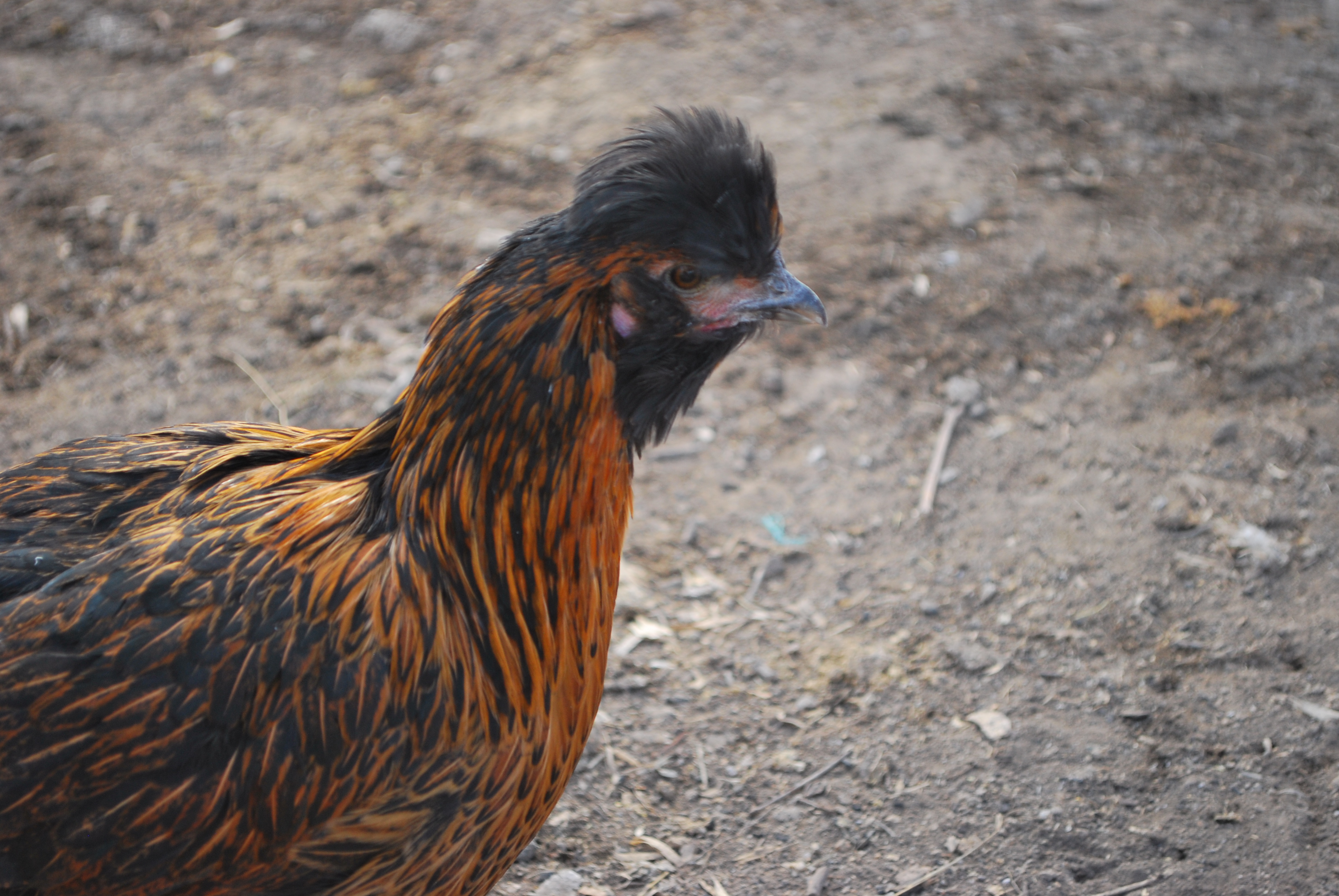Elvis' poof, thus her name.