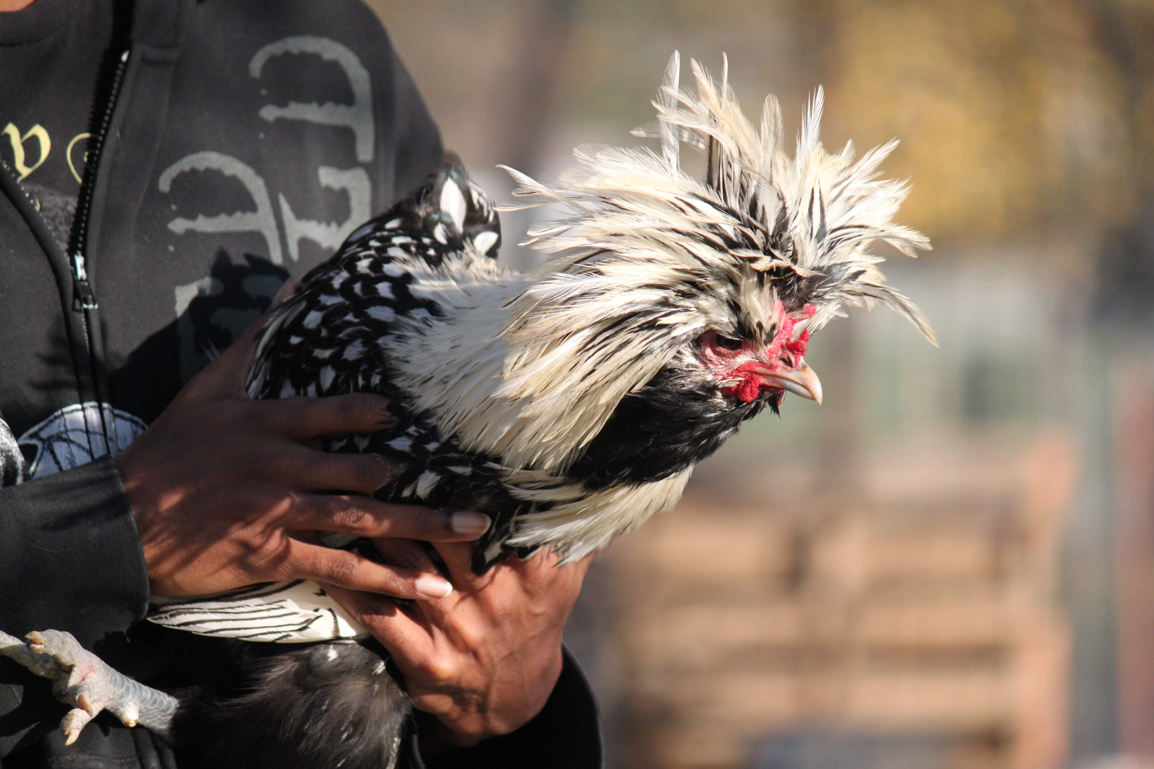 Elvis Poultry gets a time out.