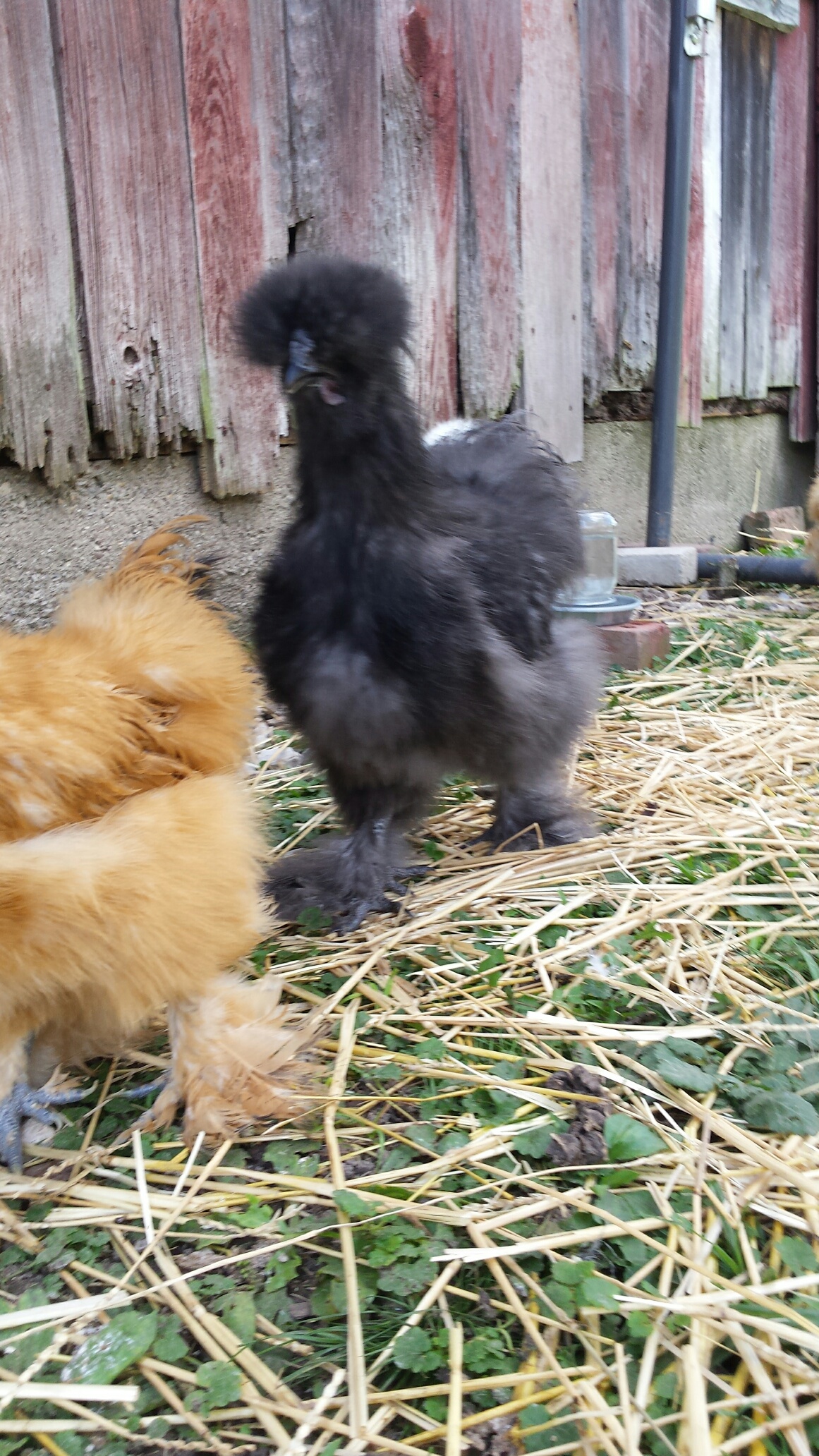 Elvis, the rooster.