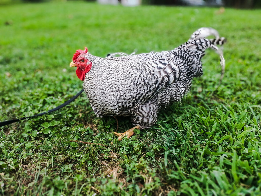 Elvis (yes, I leash-trained him)