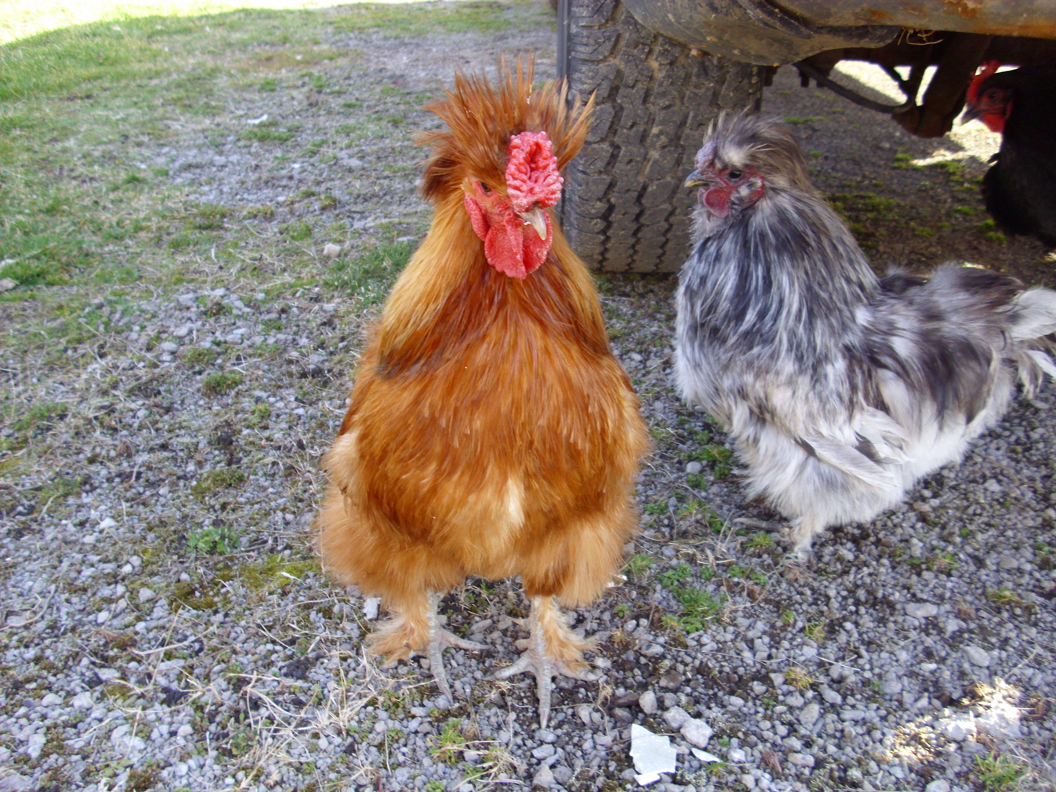 Elvis