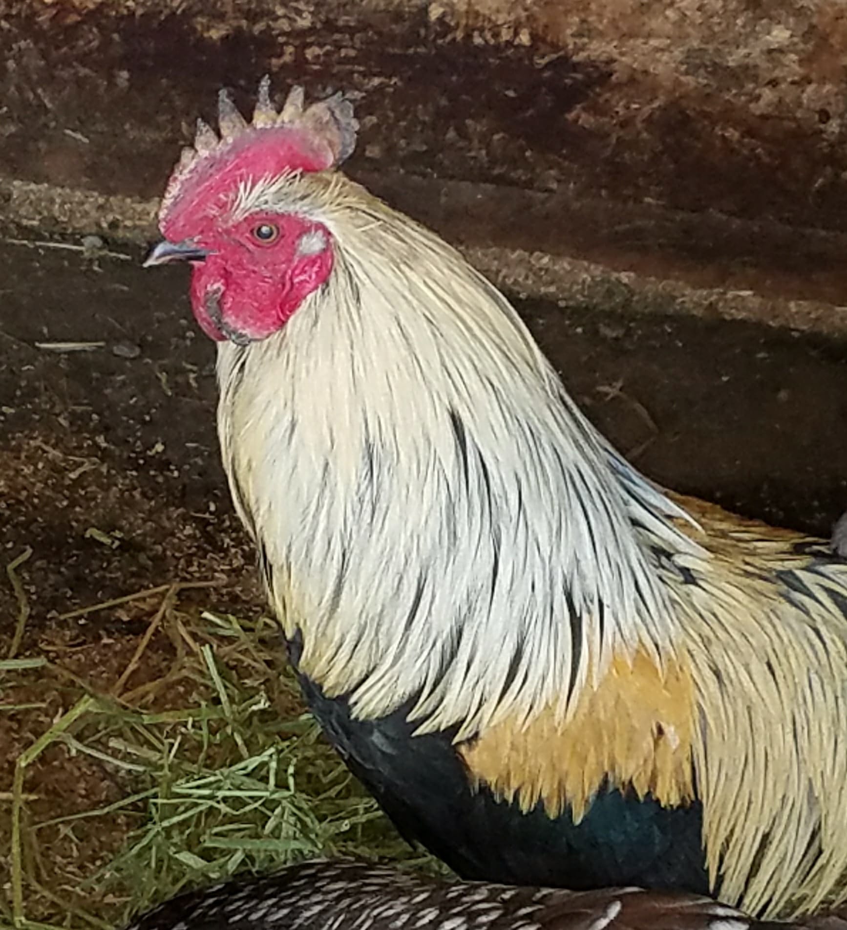 Elvis